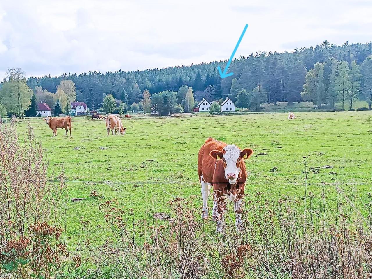Klidná lokalita Na kraji lesa, celý dům s úschovnu kol