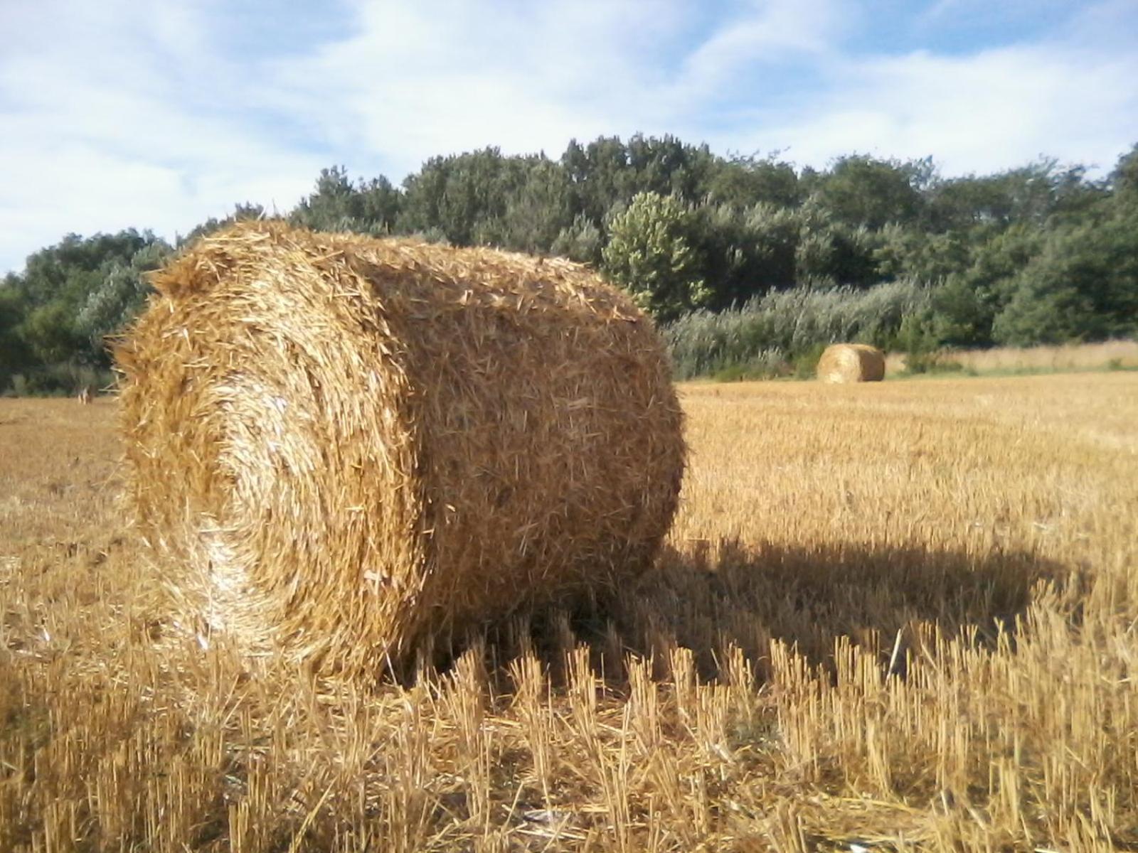 El Churrinche