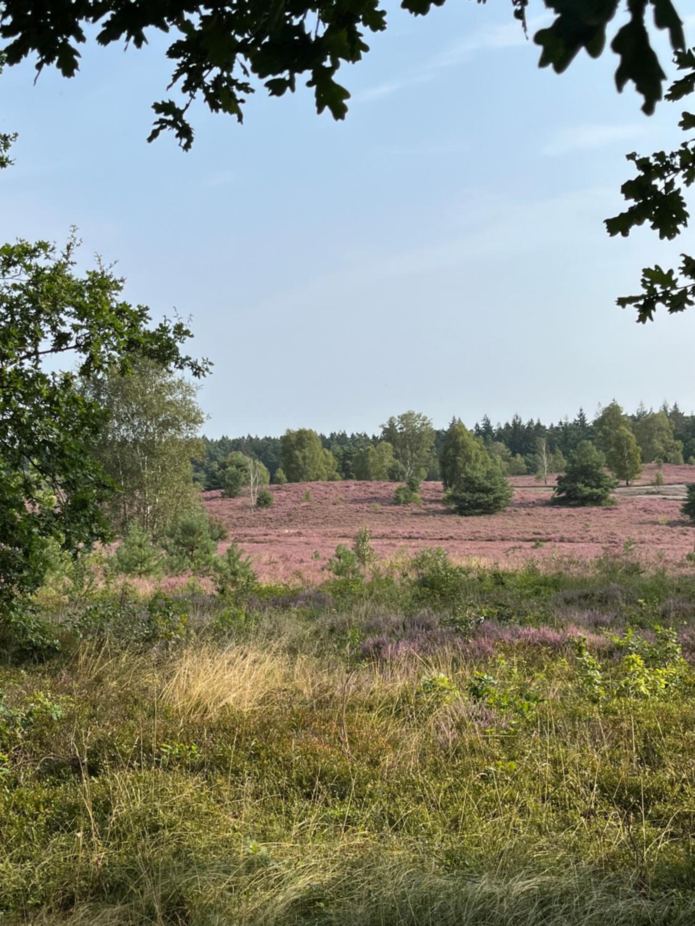 BigOak Wintermoor Schneverdingen