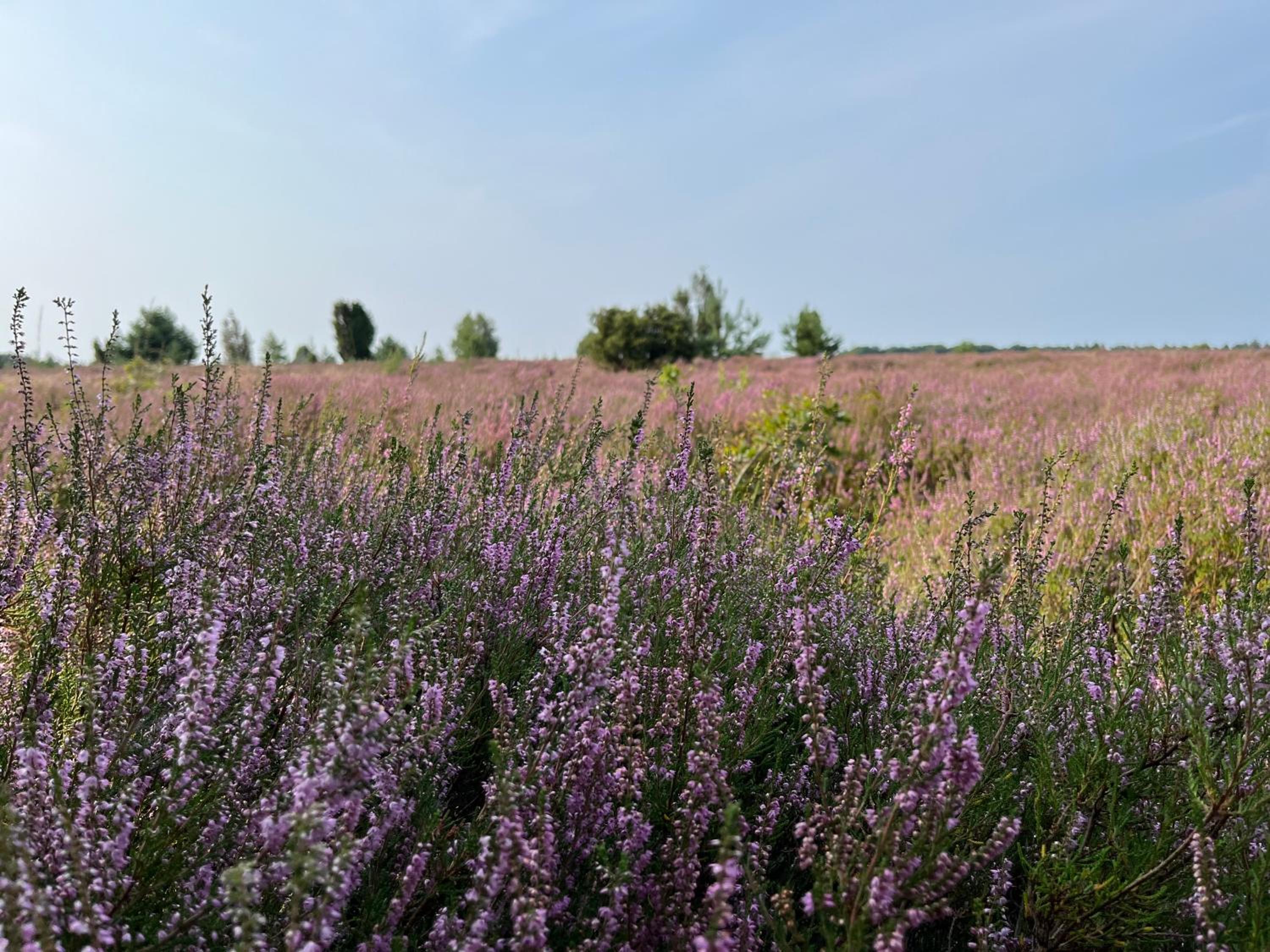 BigOak Wintermoor Schneverdingen