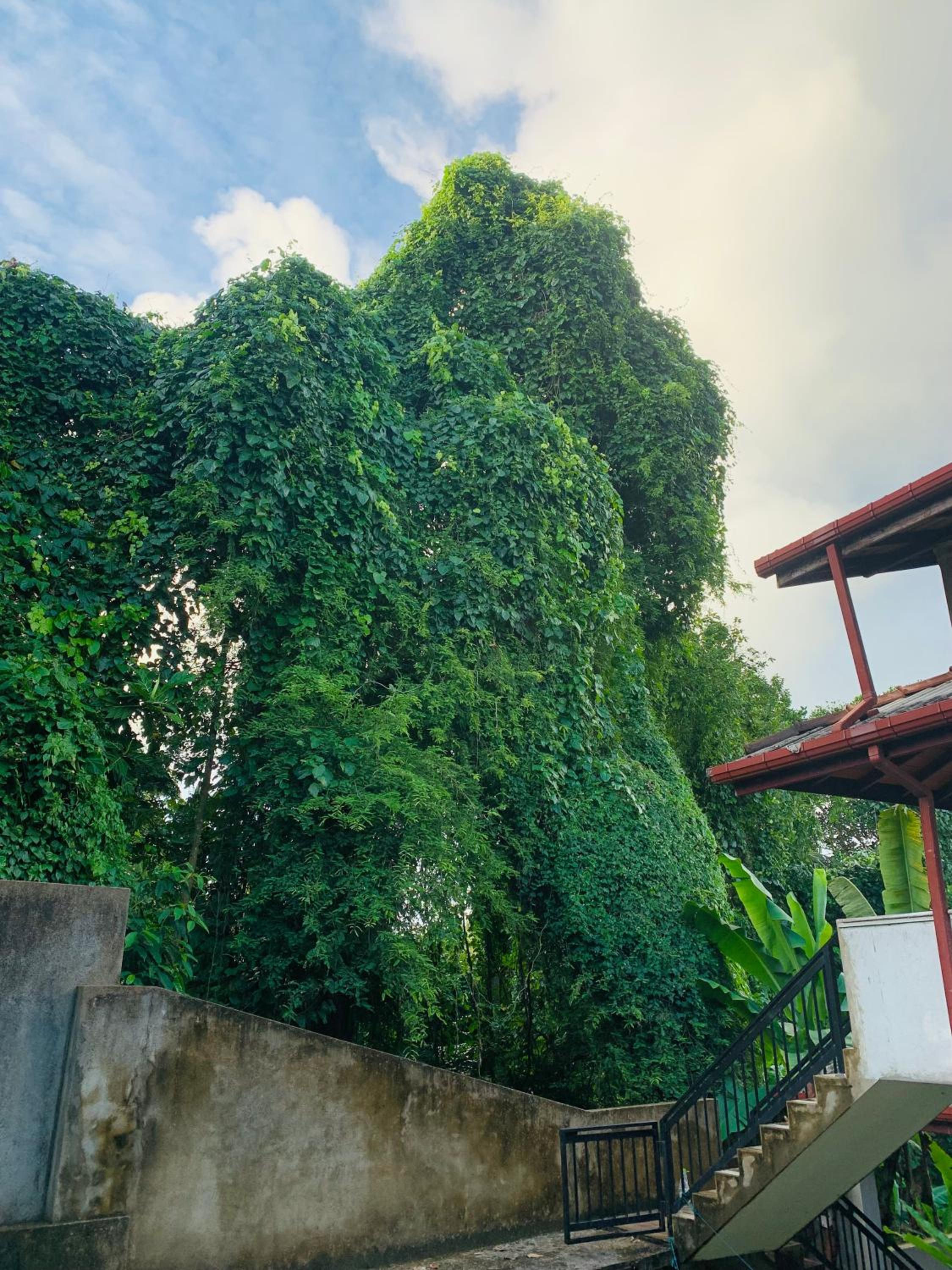 Green heaven Hikkaduwa view 2