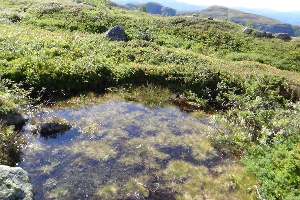 Høyfjellshytte