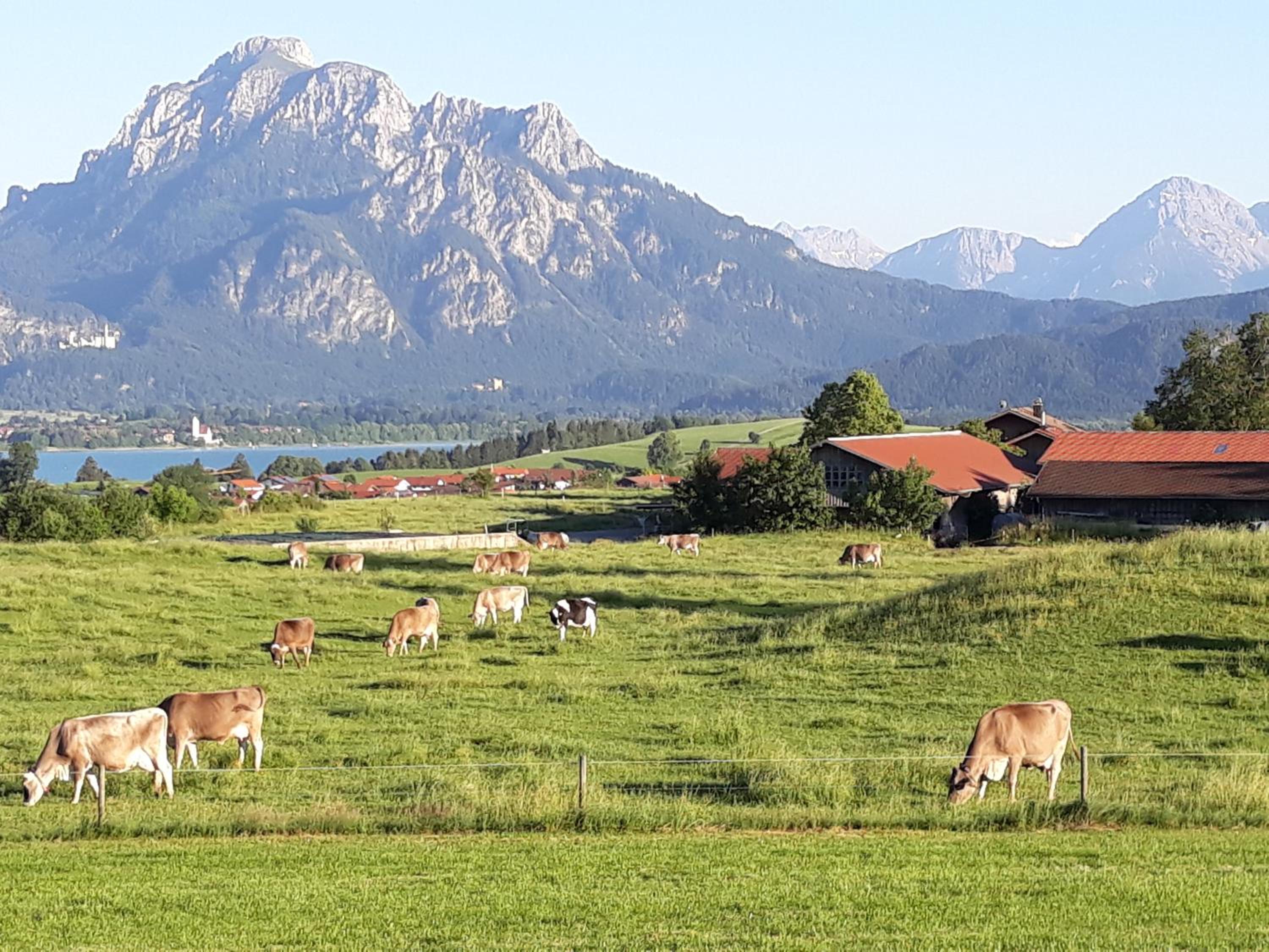 Biohof Stöger Adults Only Chalet mit Blick auf Schloss Neuschwanstein See und Alpen nur 2 Einheiten