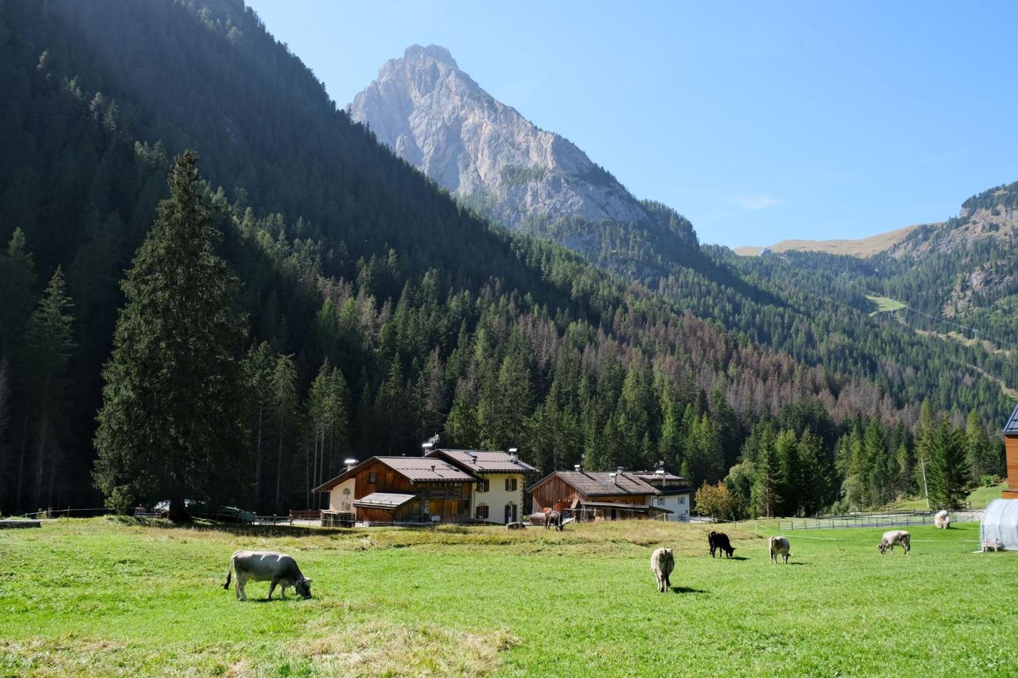 Residence Arnica