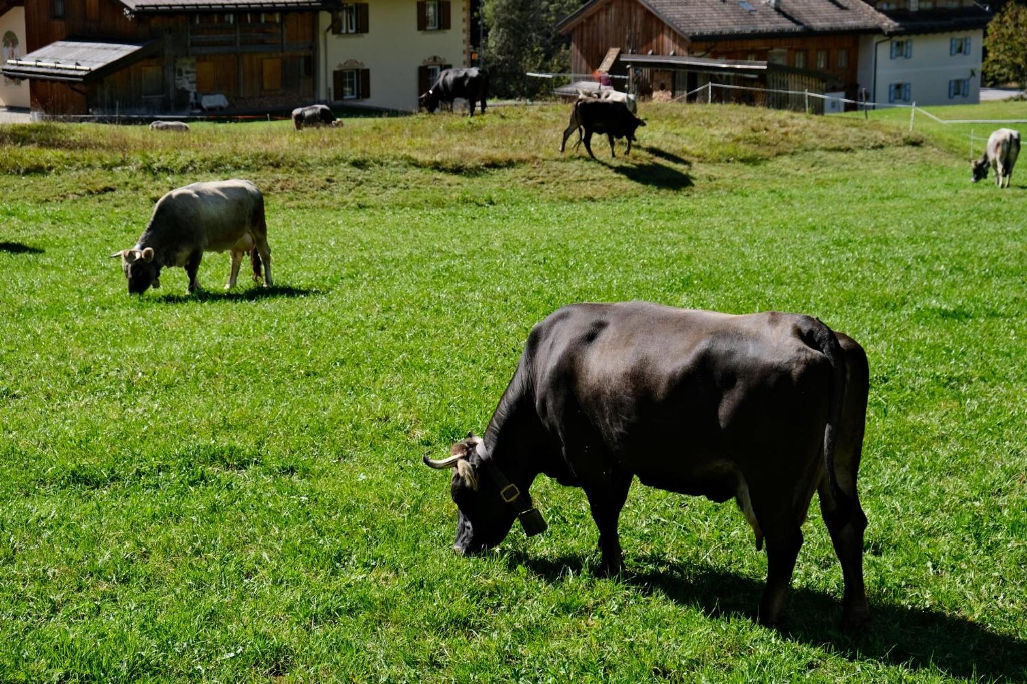 Residence Arnica