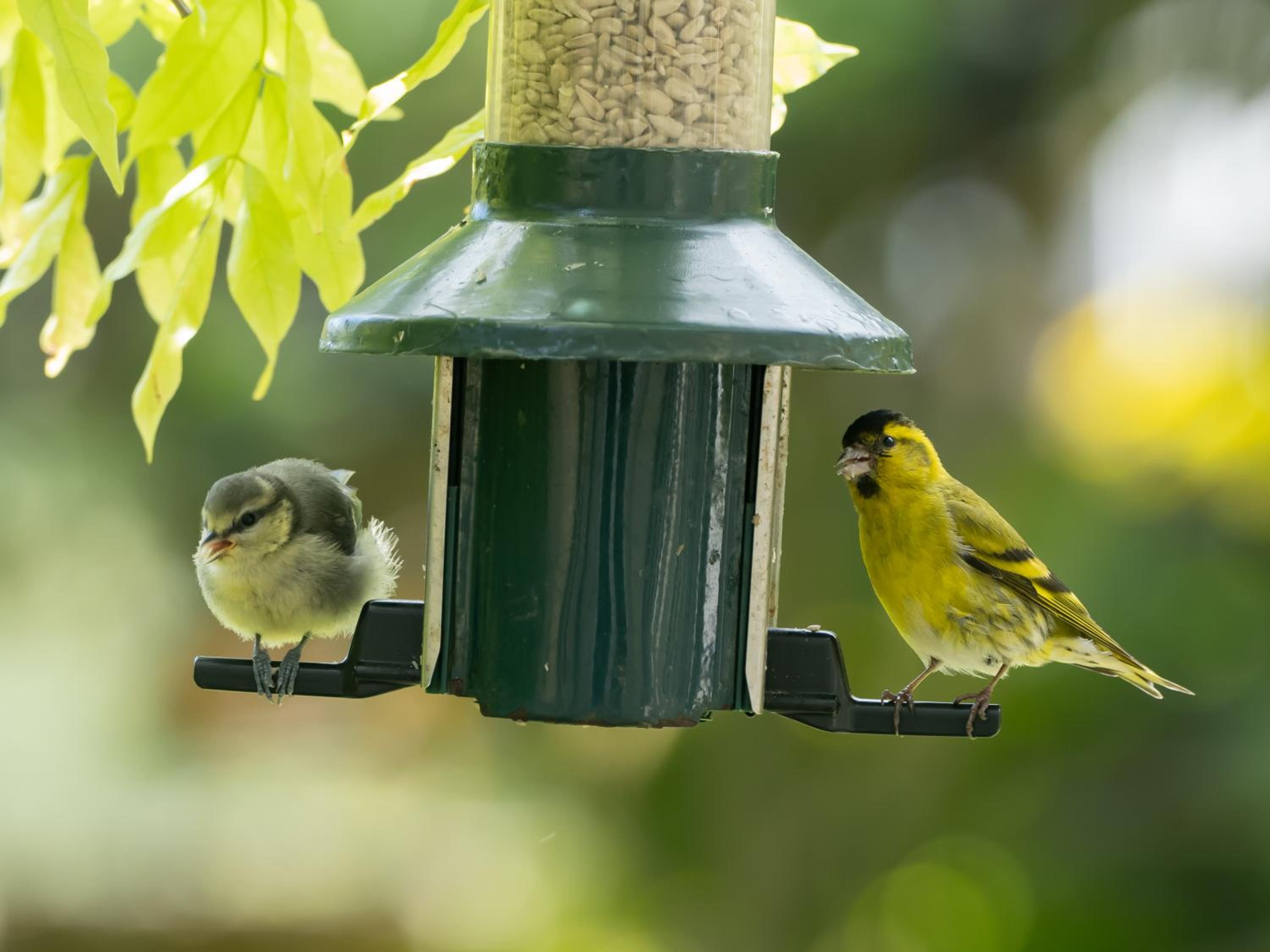 Wildwood B&B