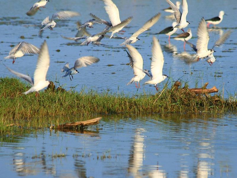 Evening birds view 2
