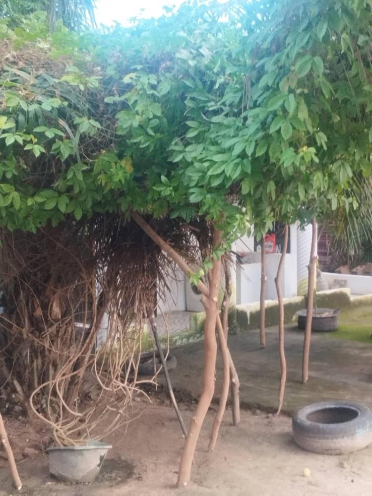 Eden Garden Tujereng