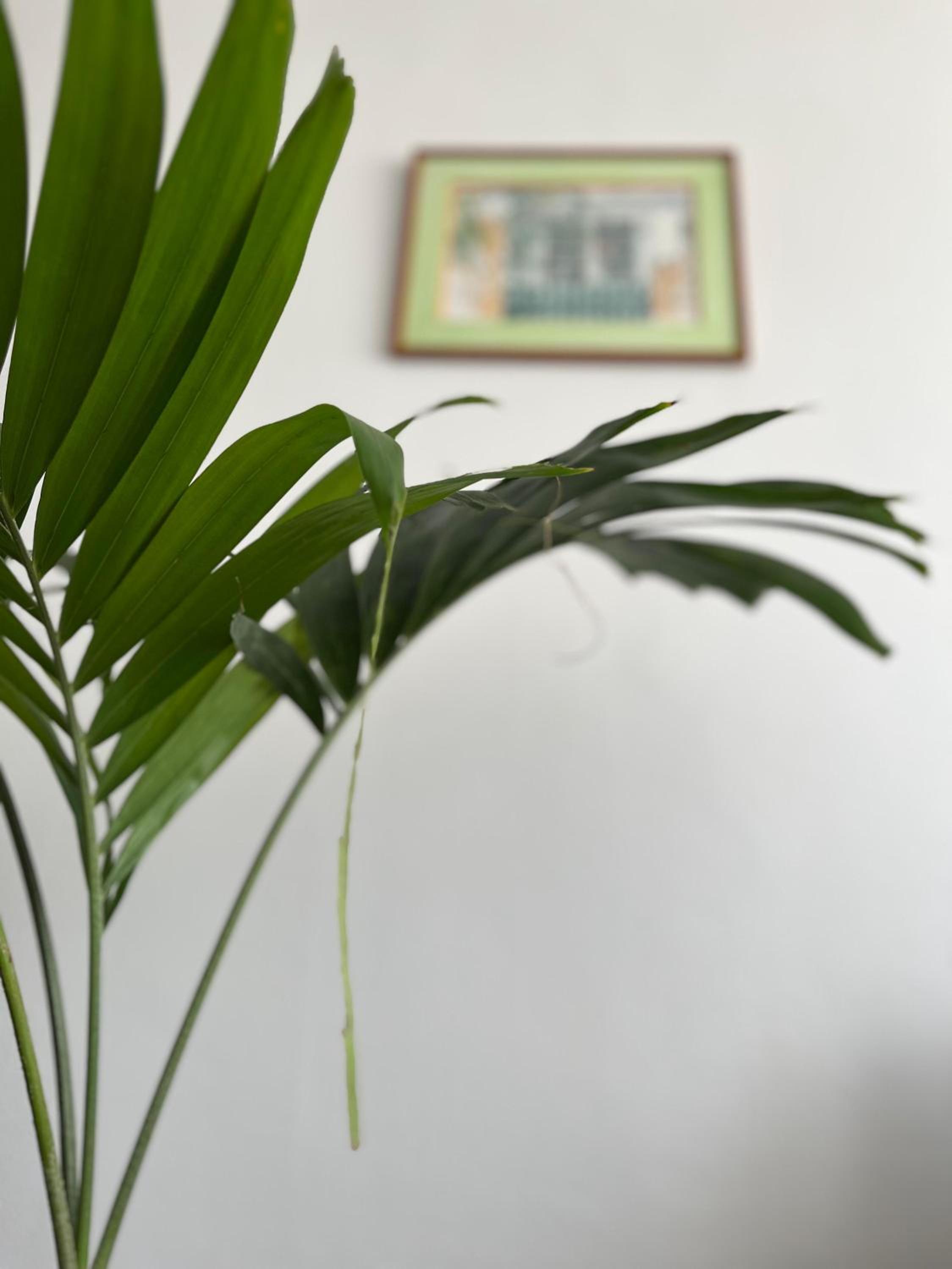 Jasmin - Appartement face plage Diamant