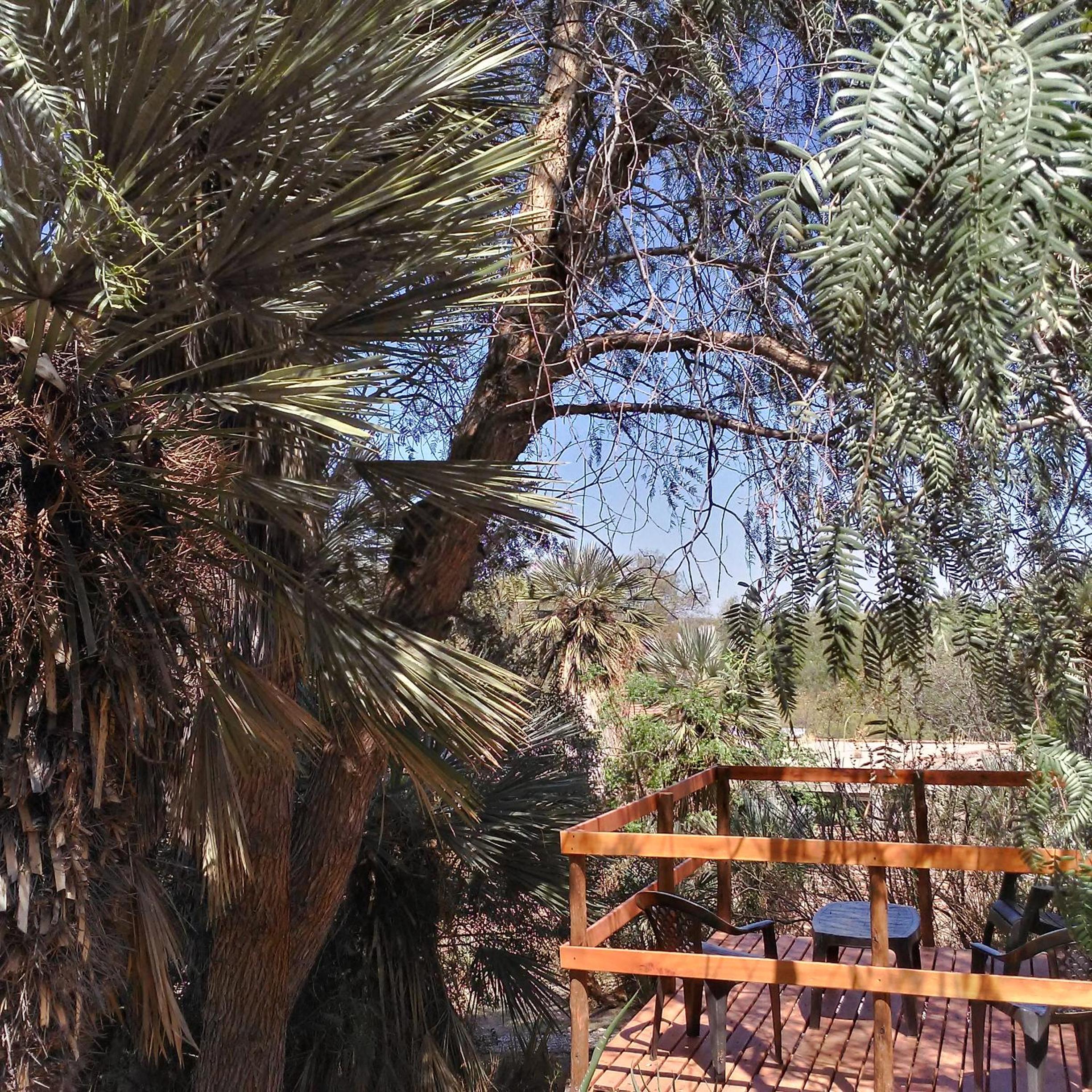 Palmares al cerro