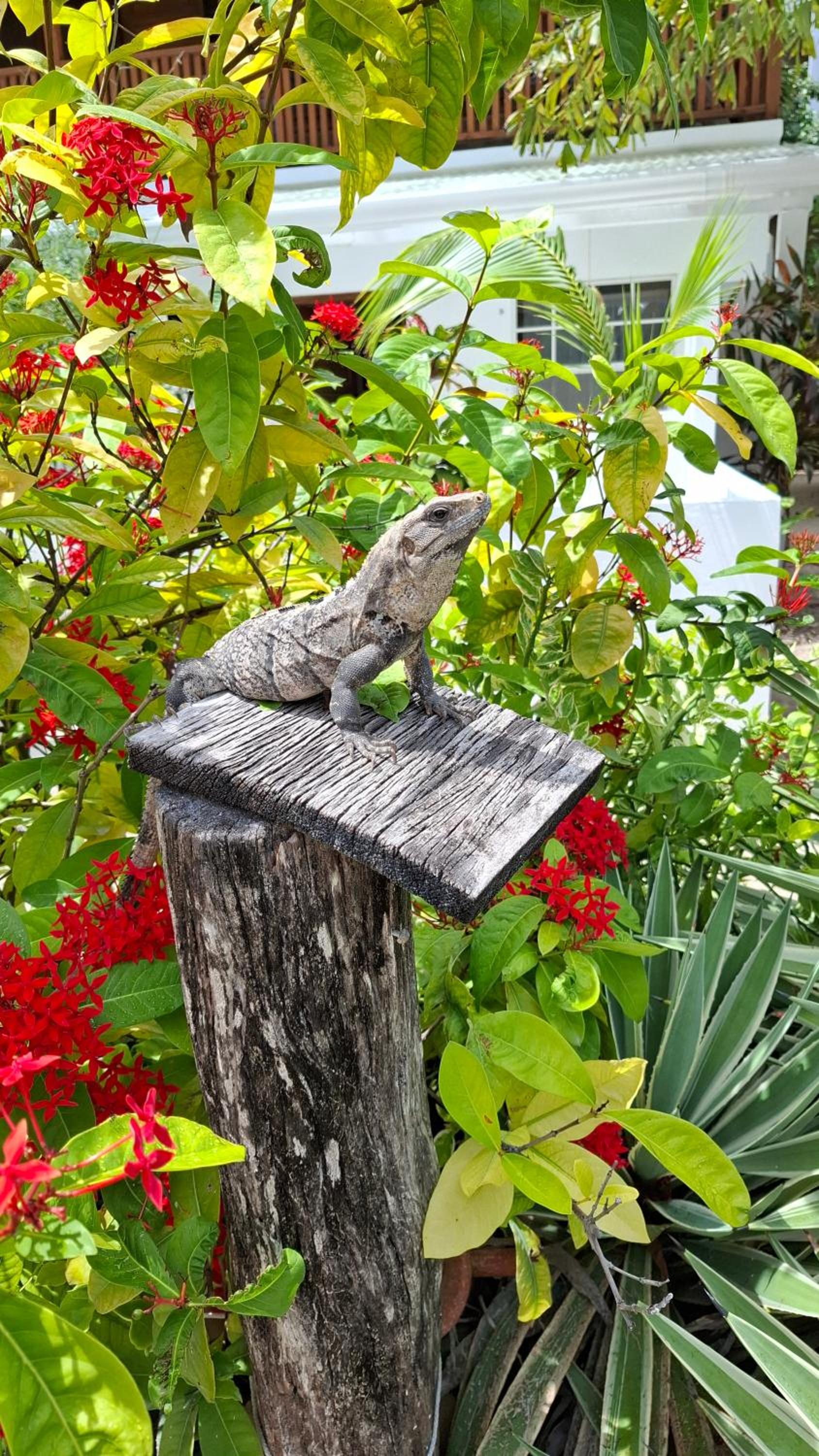 Amanda's Place Casita Carinosa - pool and tropical garden