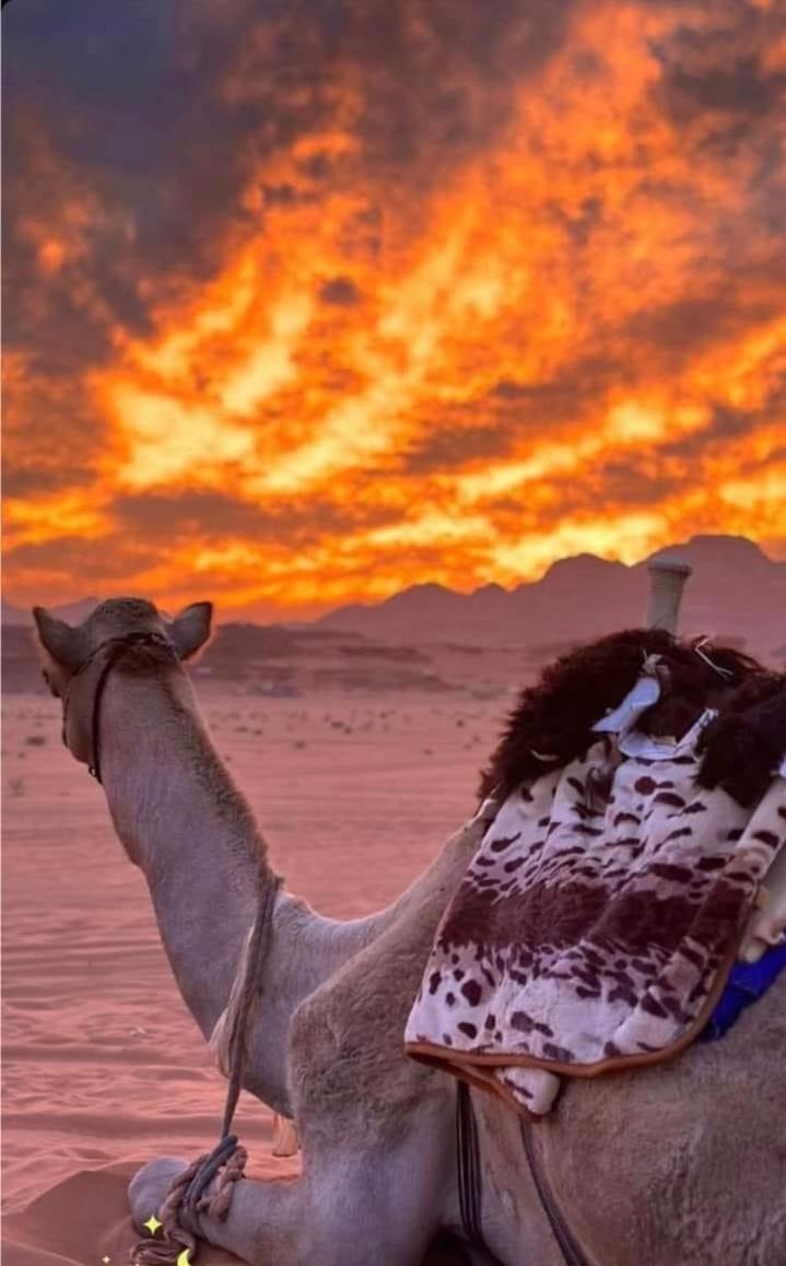 Manar Bubbel Luxury Camp