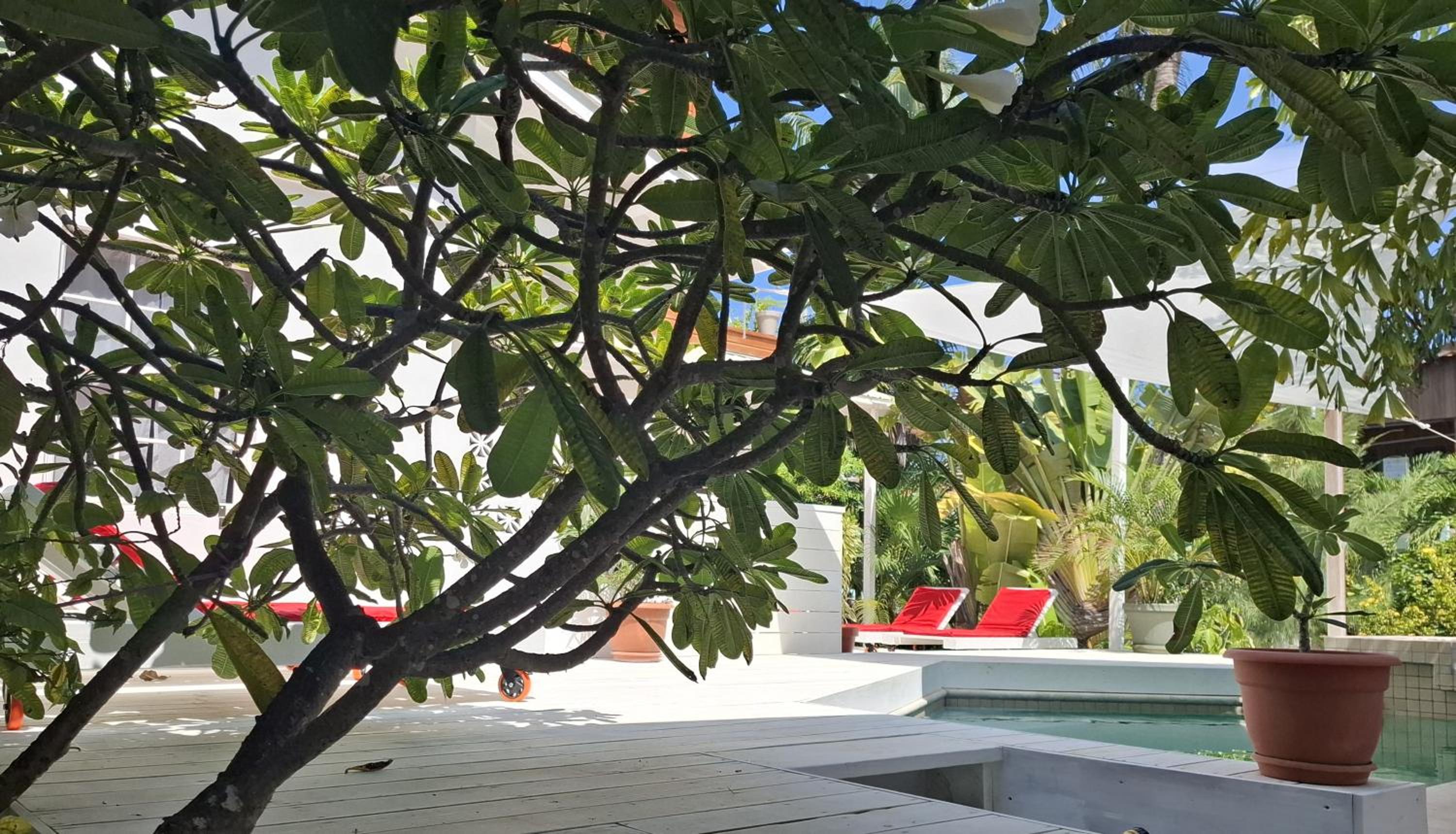 Amanda's Place Yellow Studio - Pool and Tropical garden