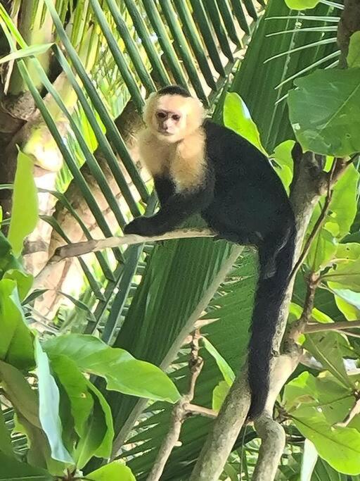 Bamboo Relax Uvita