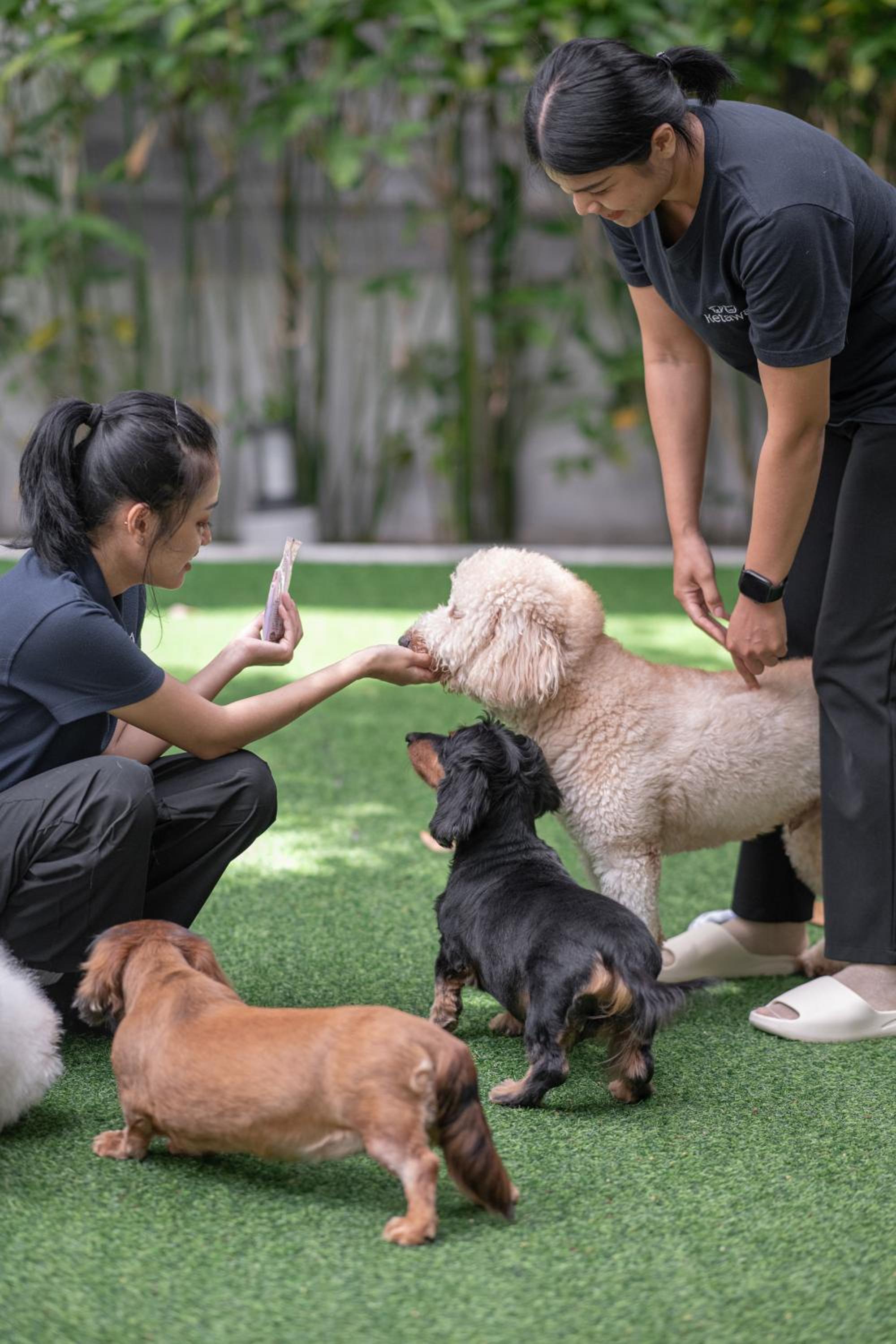 Ketawa Pet Friendly Hotel