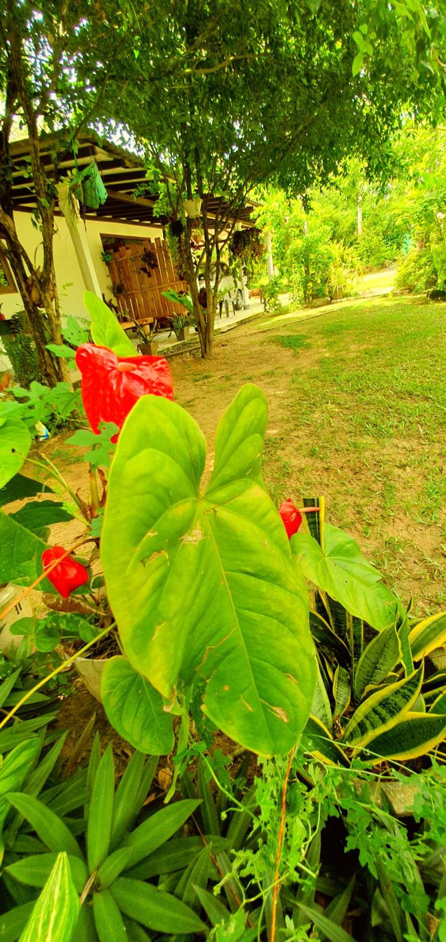 Coco heaven view 5
