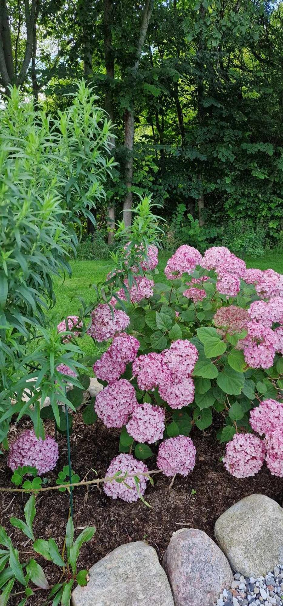 Hos Molsgaarden