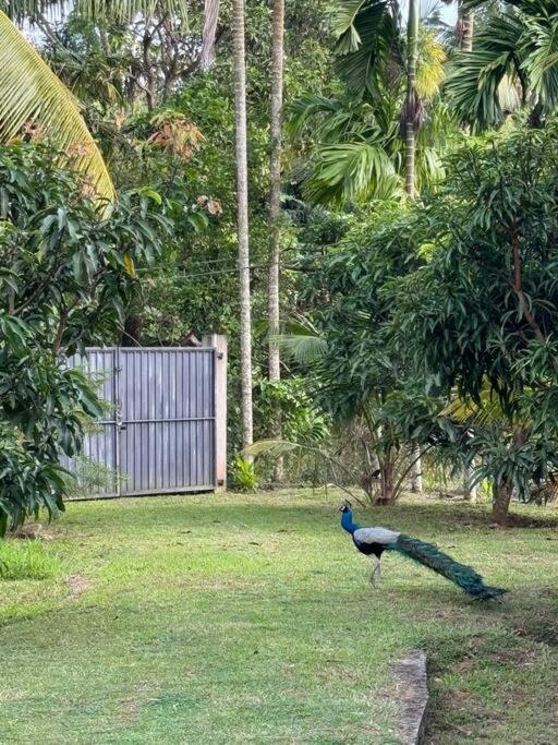 Mango Garden Cottage Tangalle