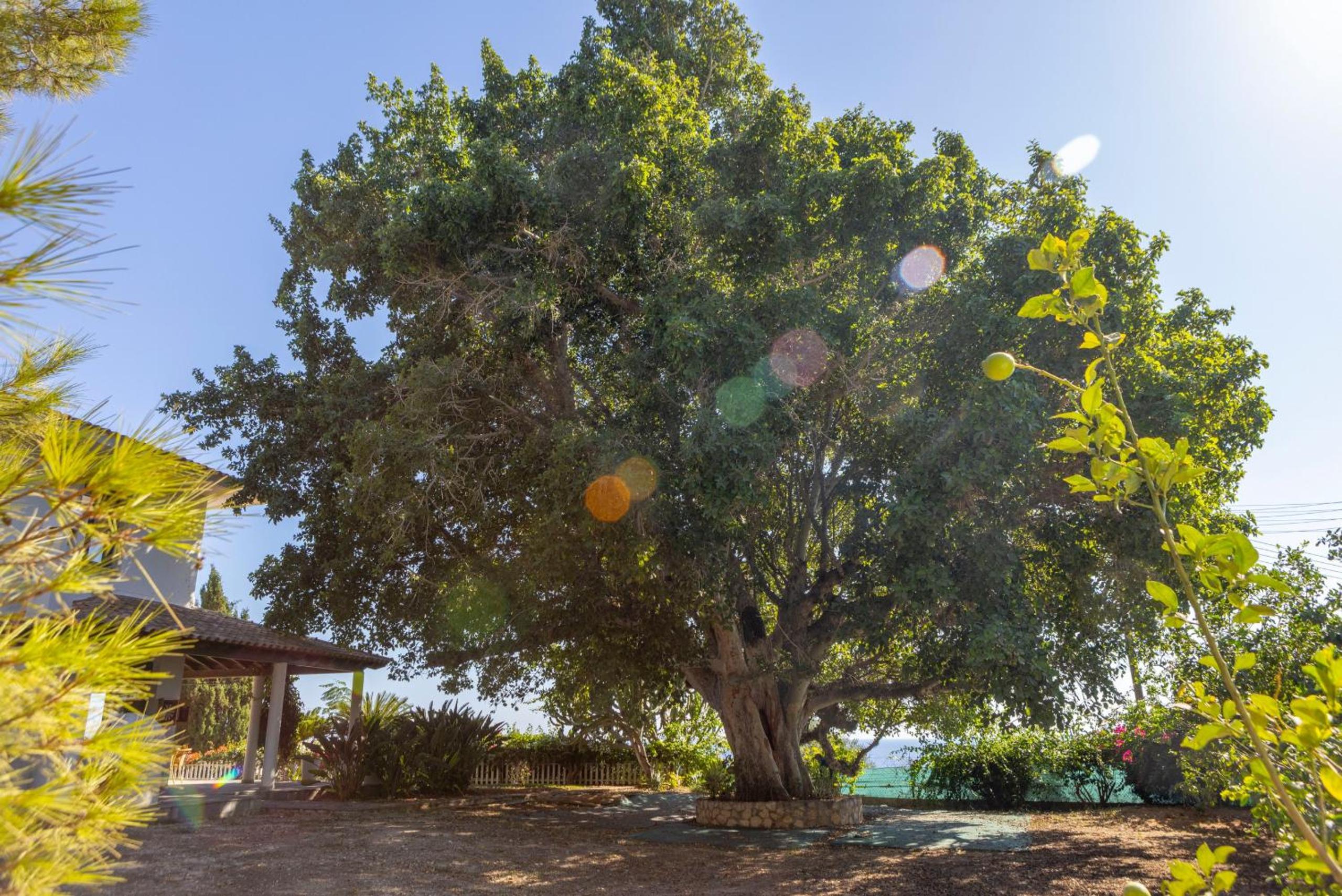 Ayia Napa Sycamore SeaView