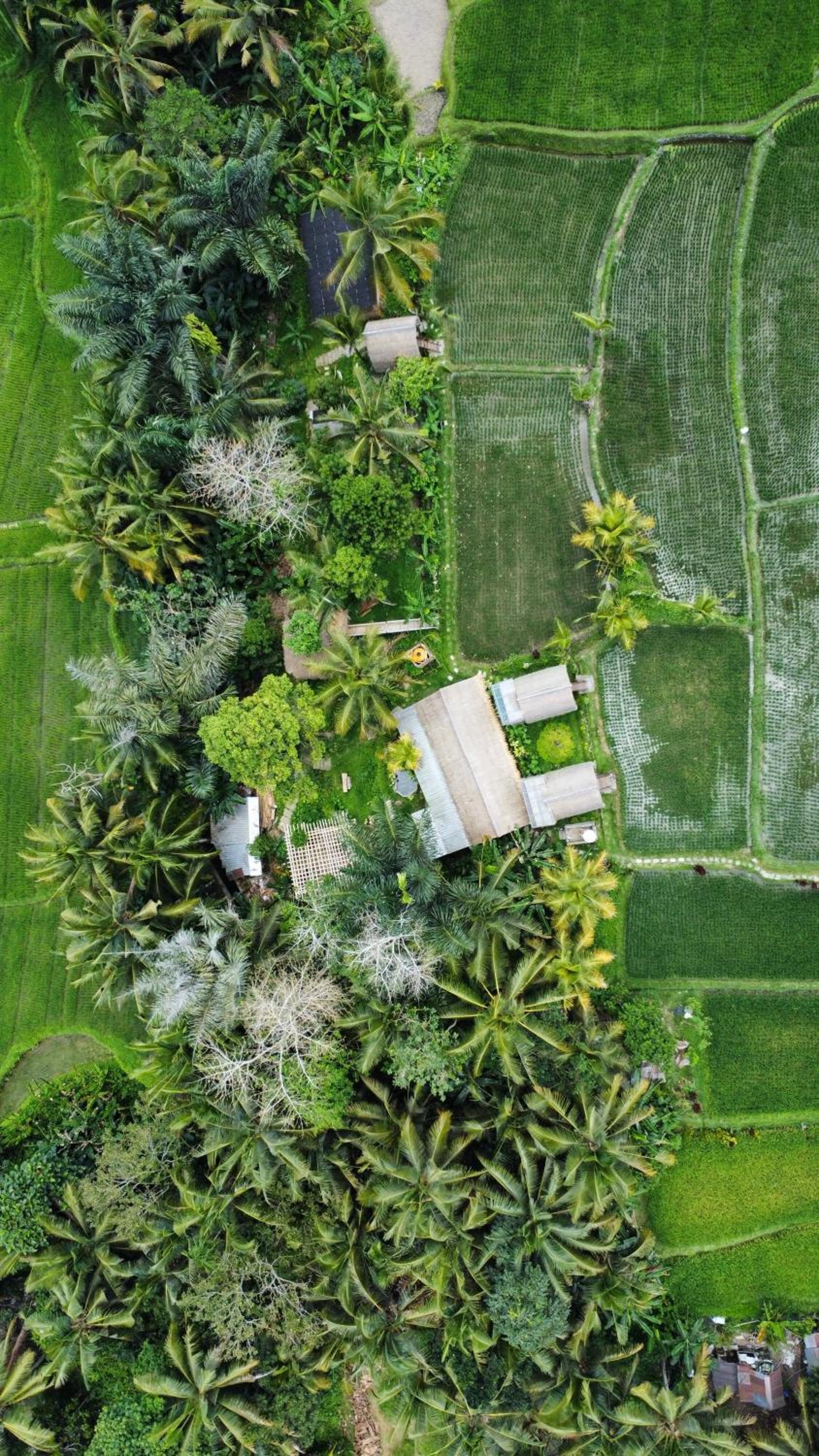Kawig Bamboo House - Ricefield view, Eco Bamboo Home view 4