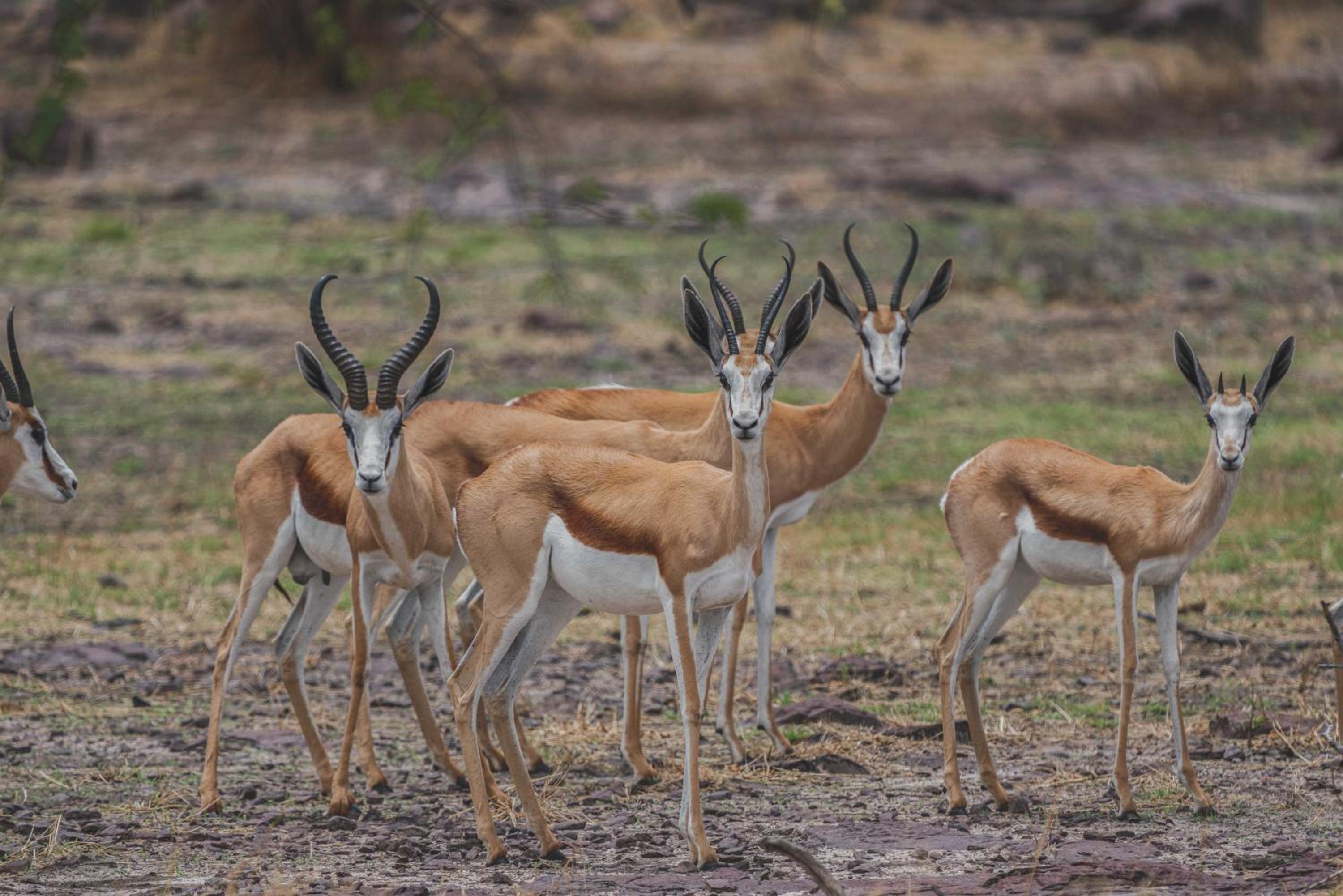Grassland Safari Lodge