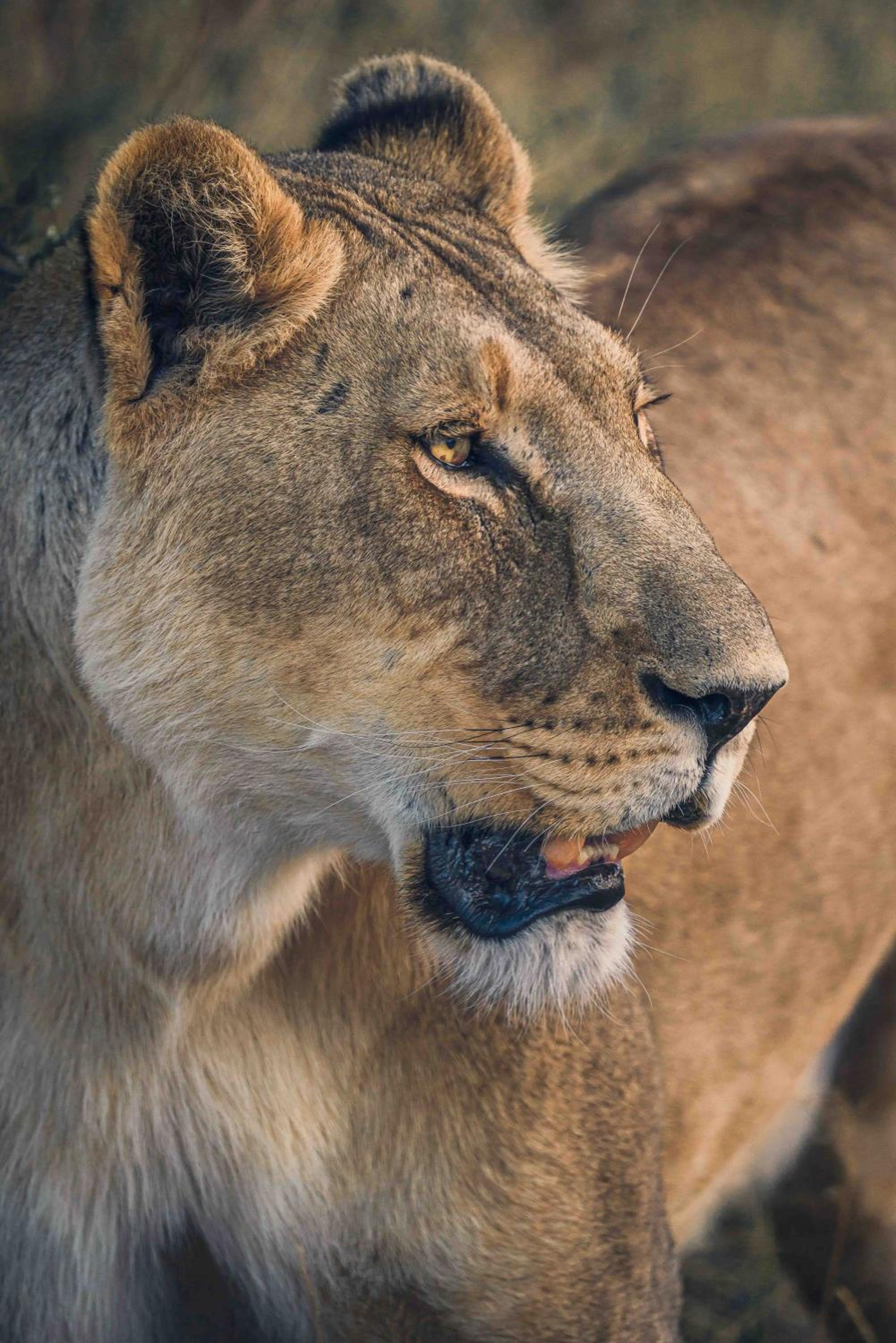 Grassland Safari Lodge