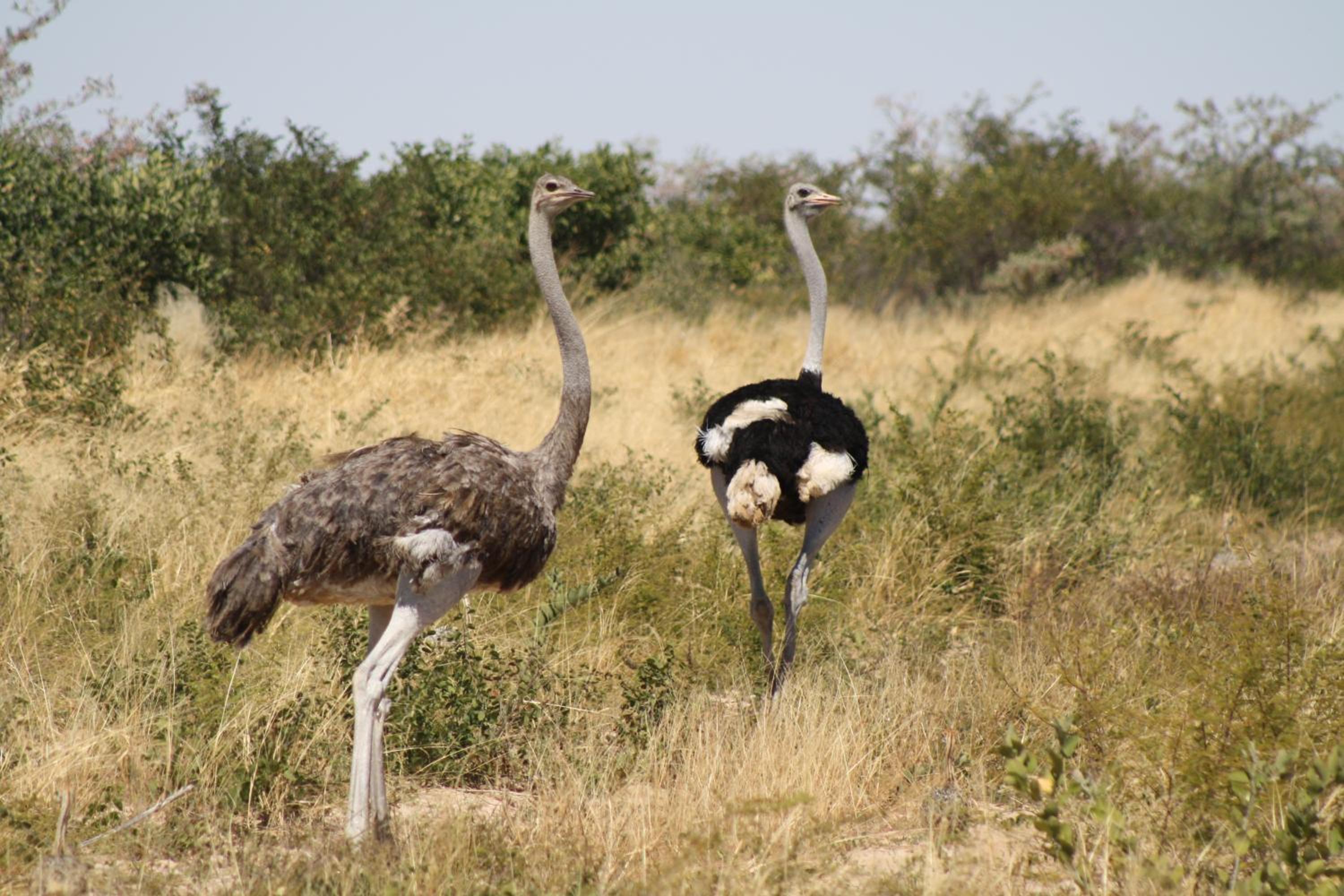 Grassland Safari Lodge