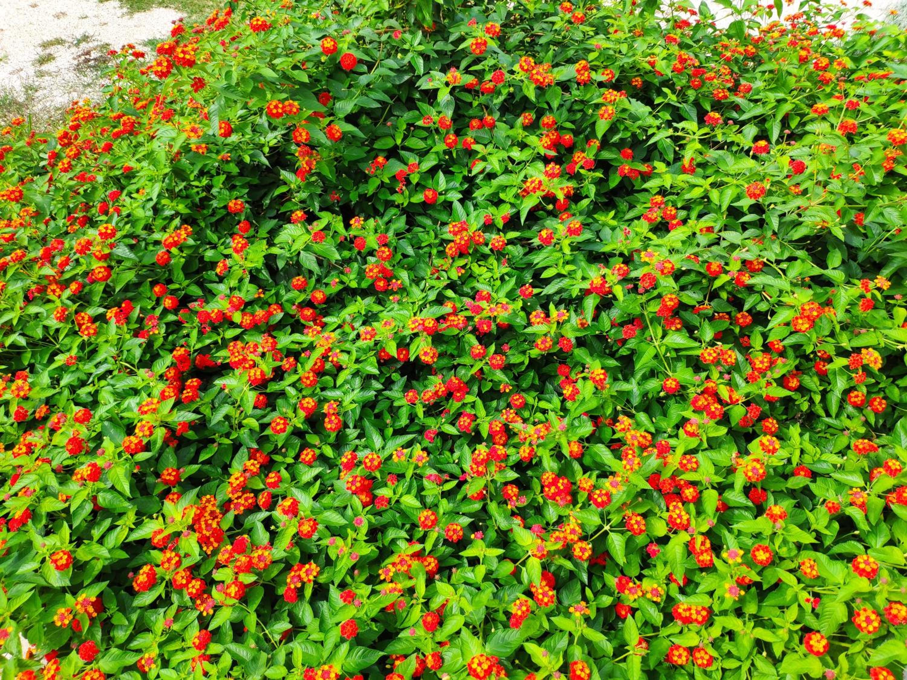 Photo 40