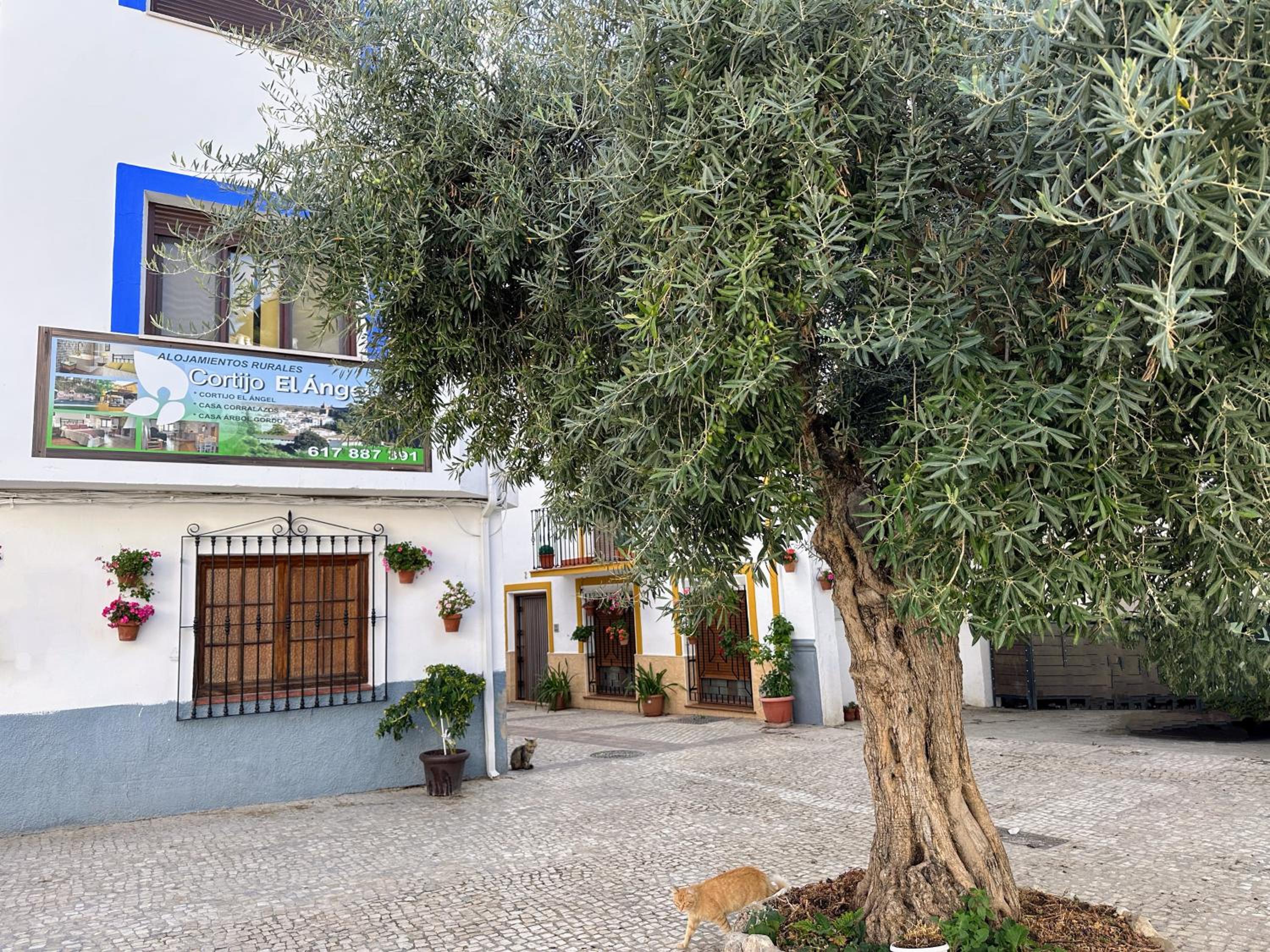 Casa el Árbol
