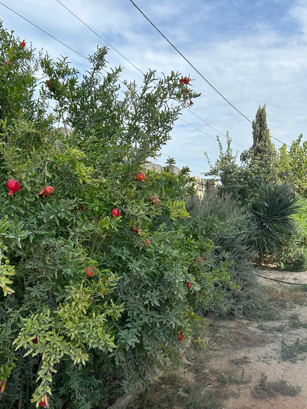 Dənizkənarı Villa