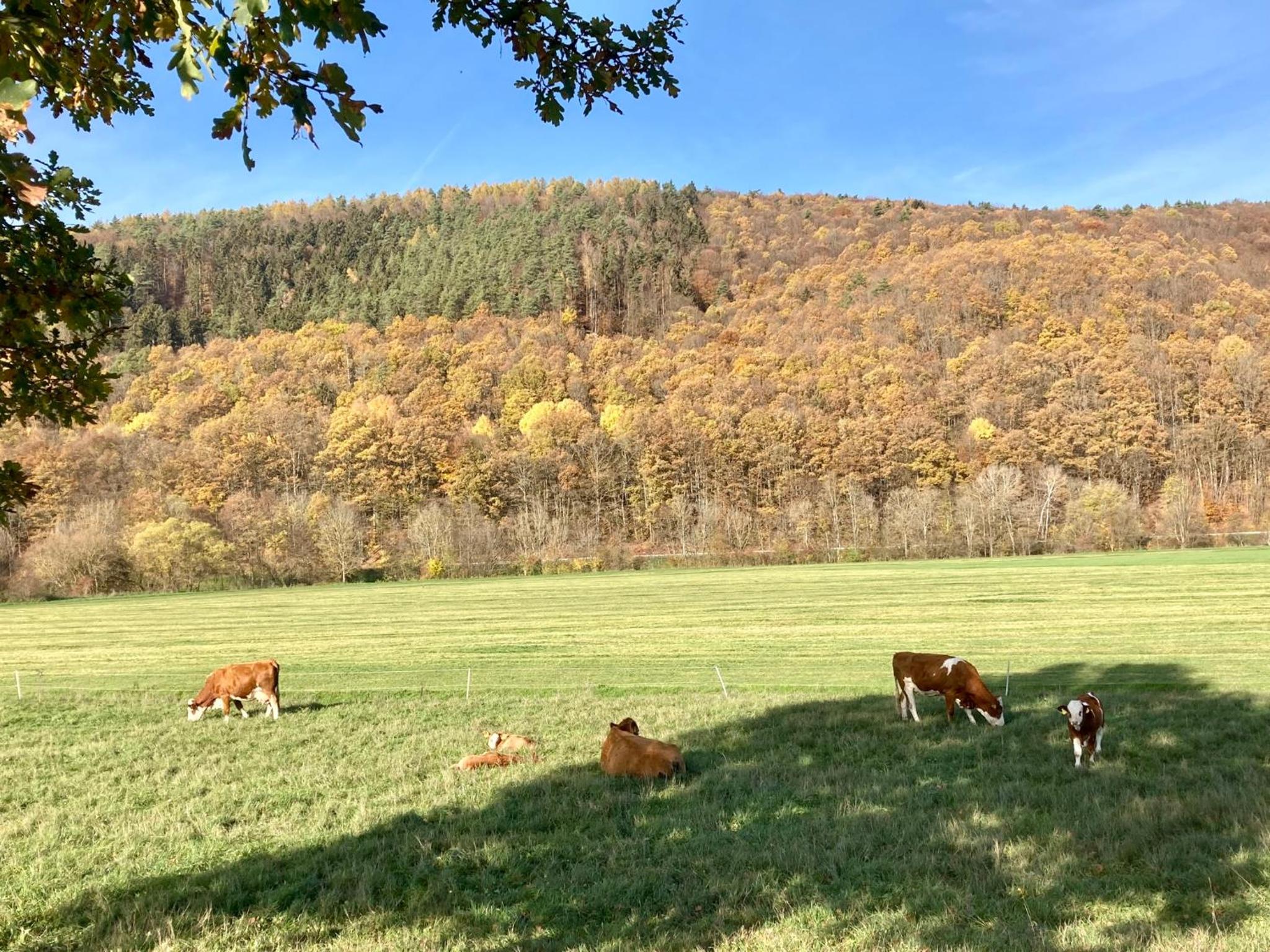 Ferienwohnung Dorfblick Bad Bocklet