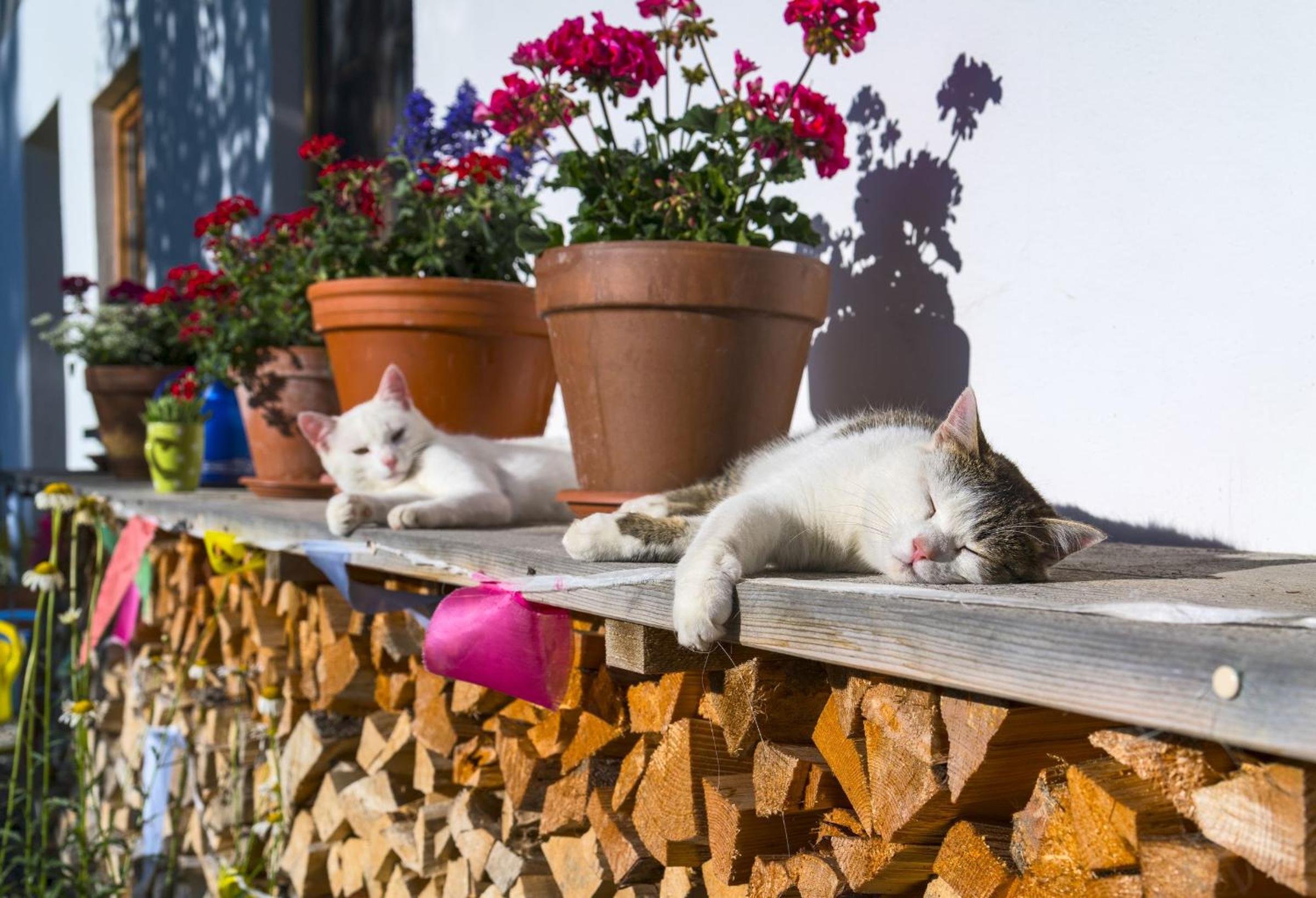 Ferien beim Baur
