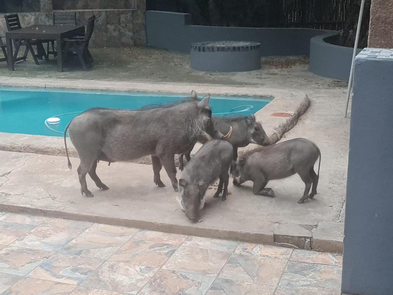 Singwe Private Safari Lodge Kruger