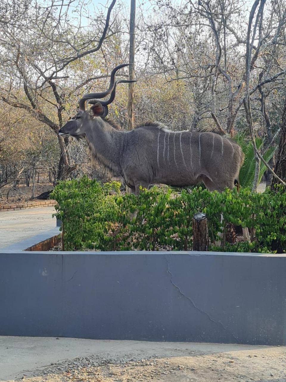 Singwe Private Safari Lodge Kruger