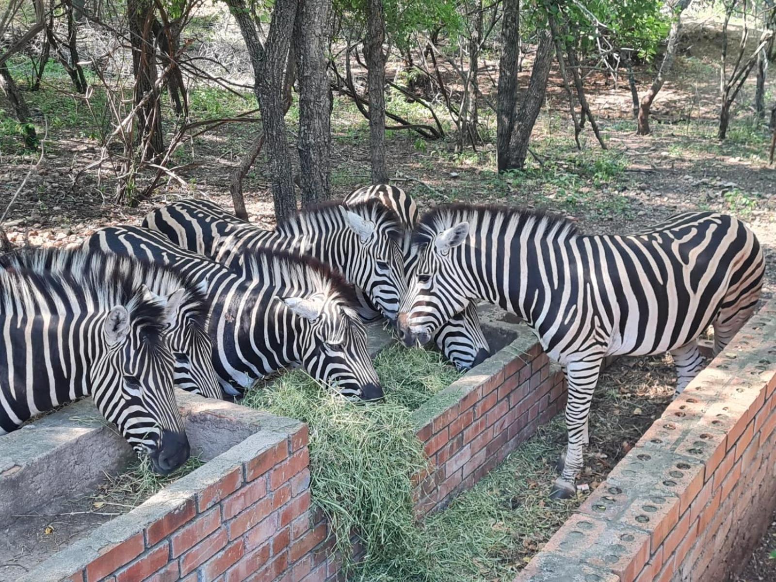 Singwe Private Safari Lodge Kruger