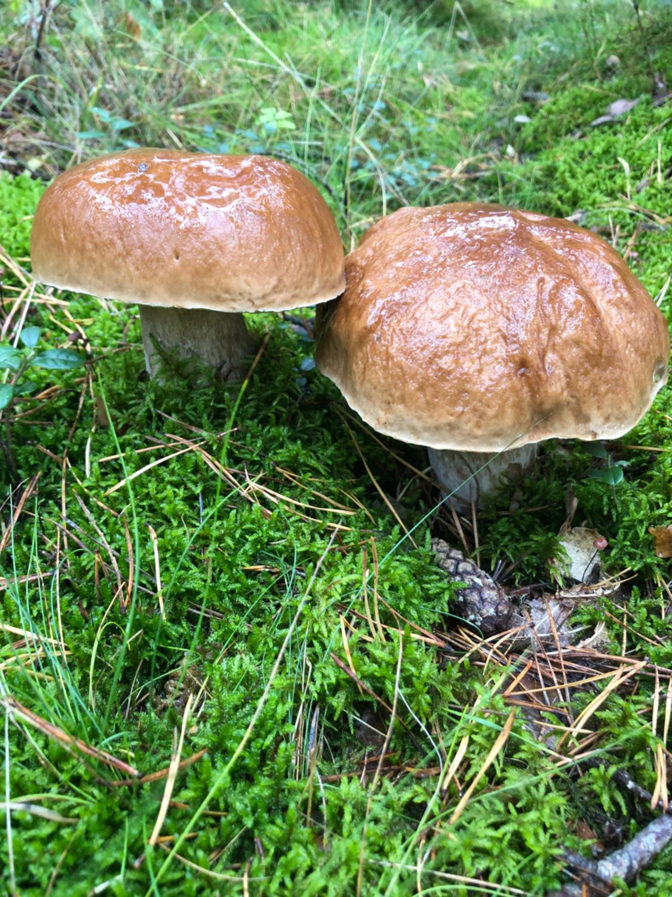 Scheunenherberge Schäfchenzählerei