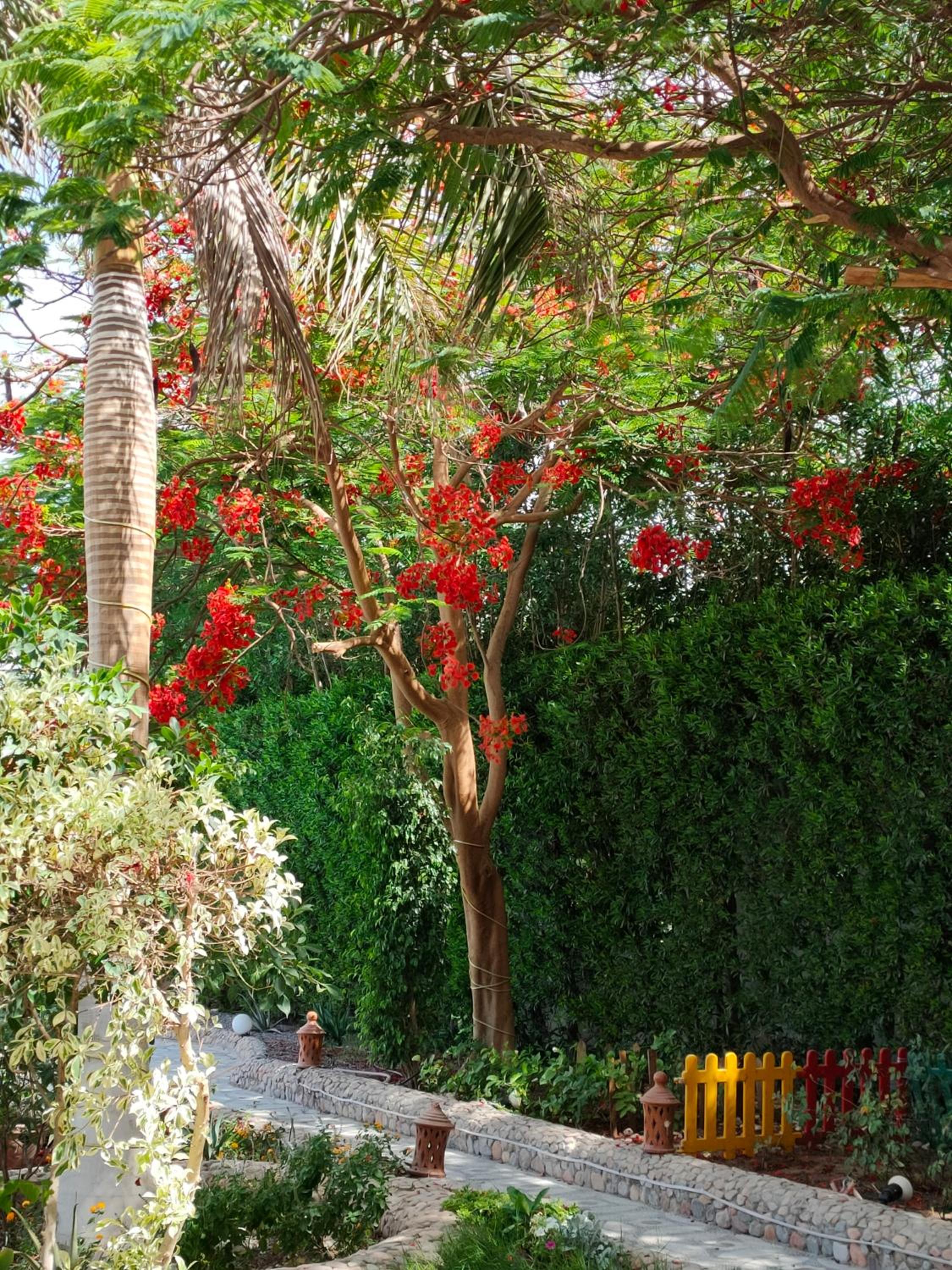Lux Gardenhouse pool WiFi Private garden Hurghada
