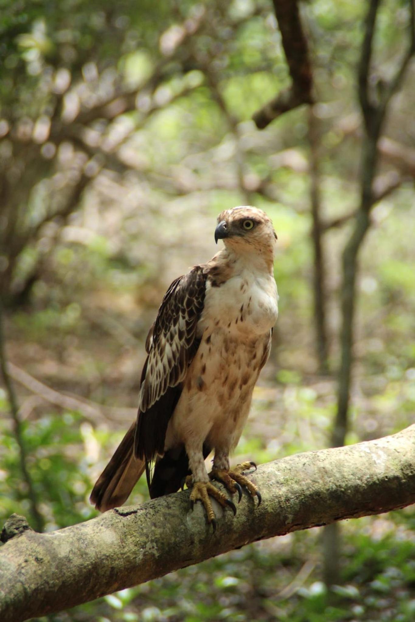 Goalma Wilpattu Safari Facility
