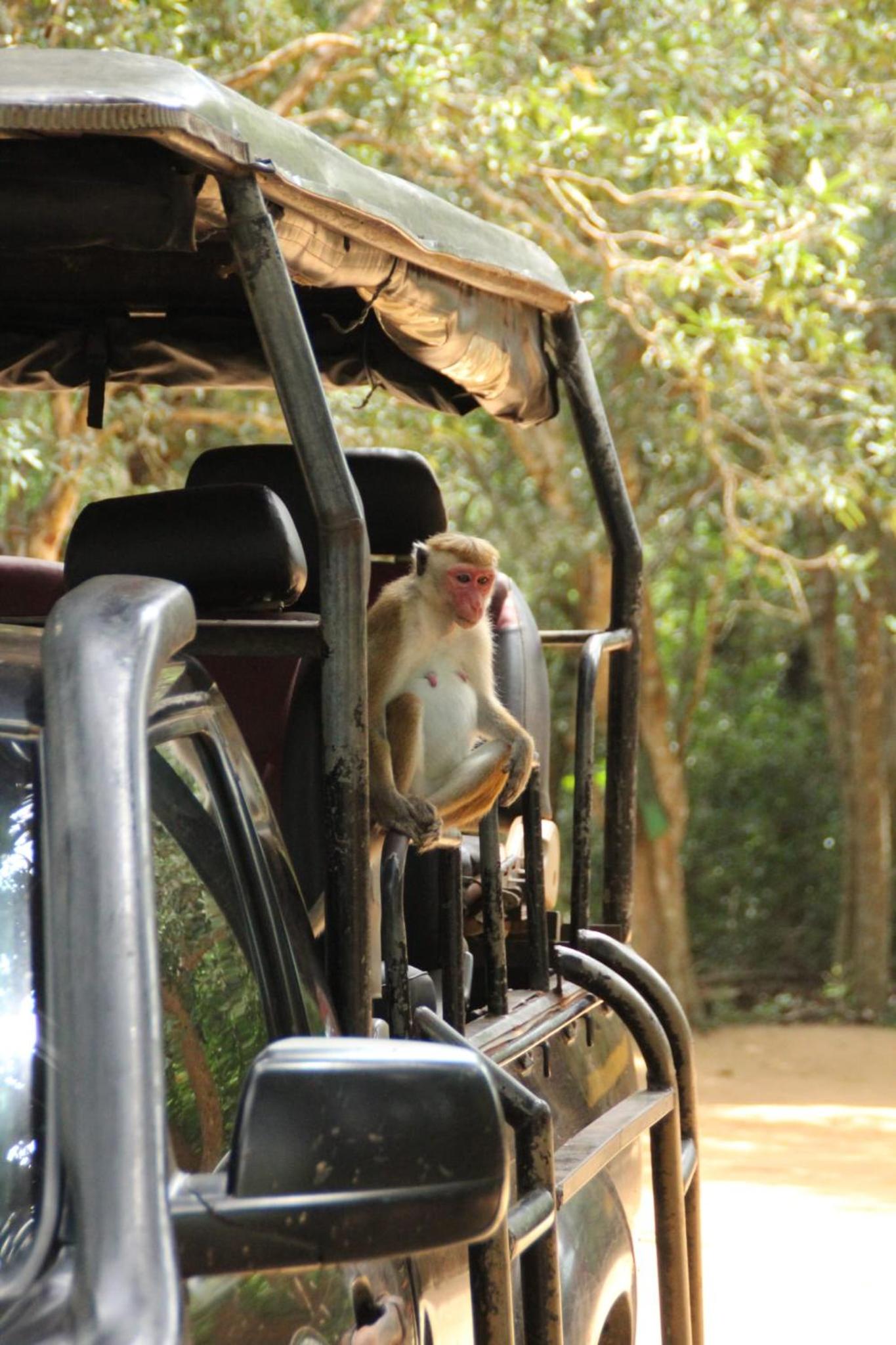 Goalma Wilpattu Safari Facility