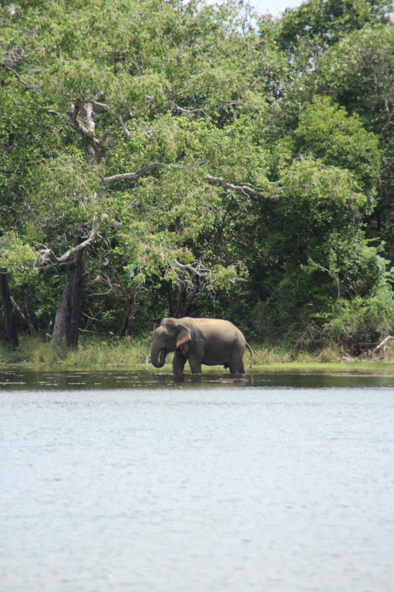Goalma Wilpattu Safari Facility