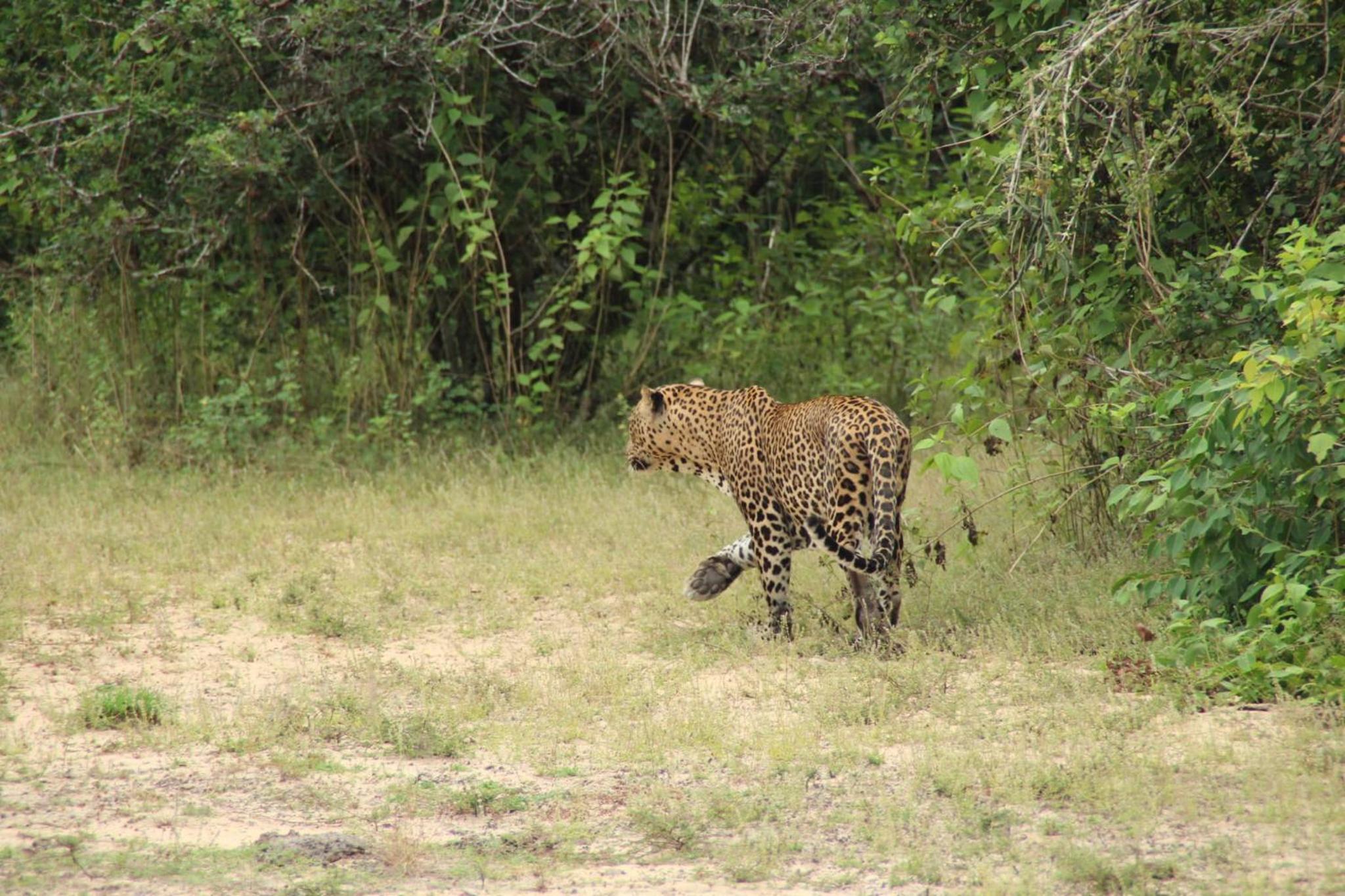 Goalma Wilpattu Safari Facility