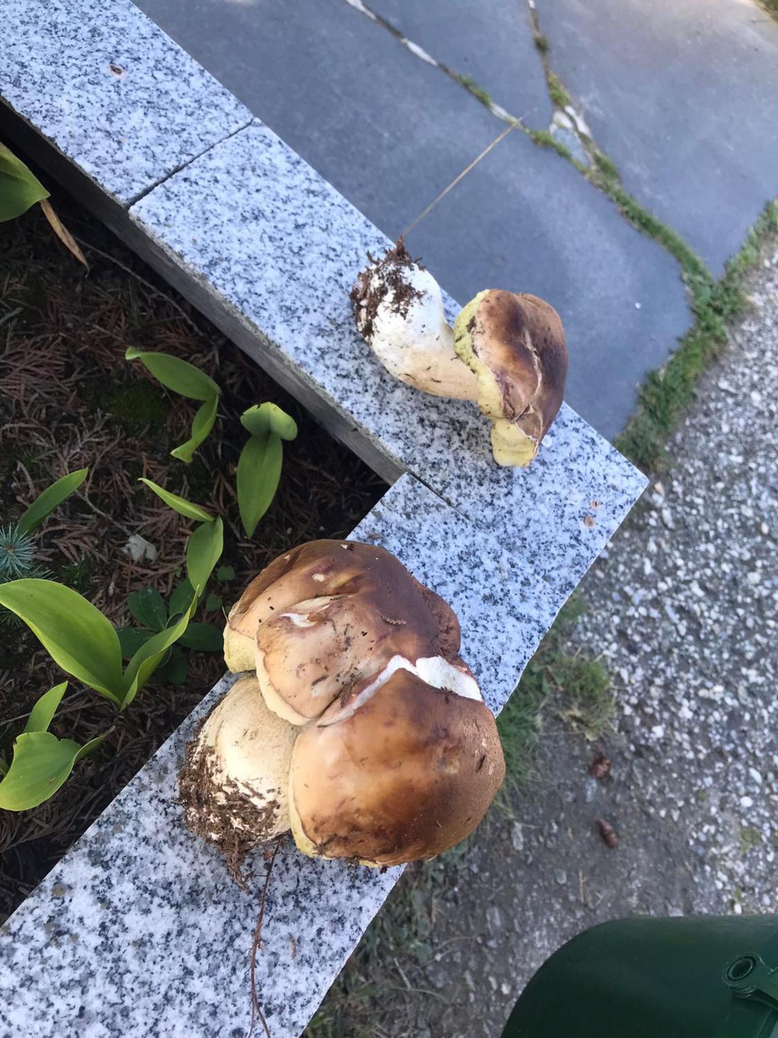 Zur neuen Post Landgasthof