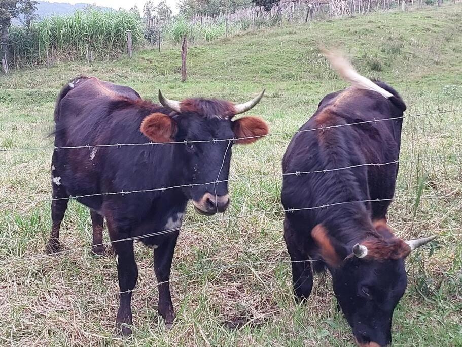 Colonia Nona Angélica