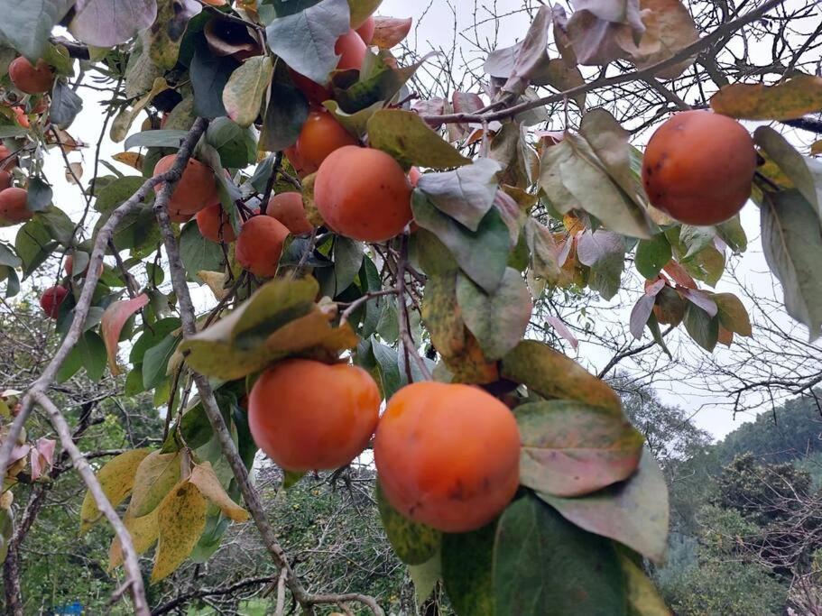 Colonia Nona Angélica