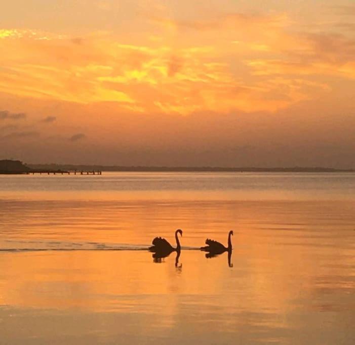Blue Palms Luxury on Lake Victoria Stunning