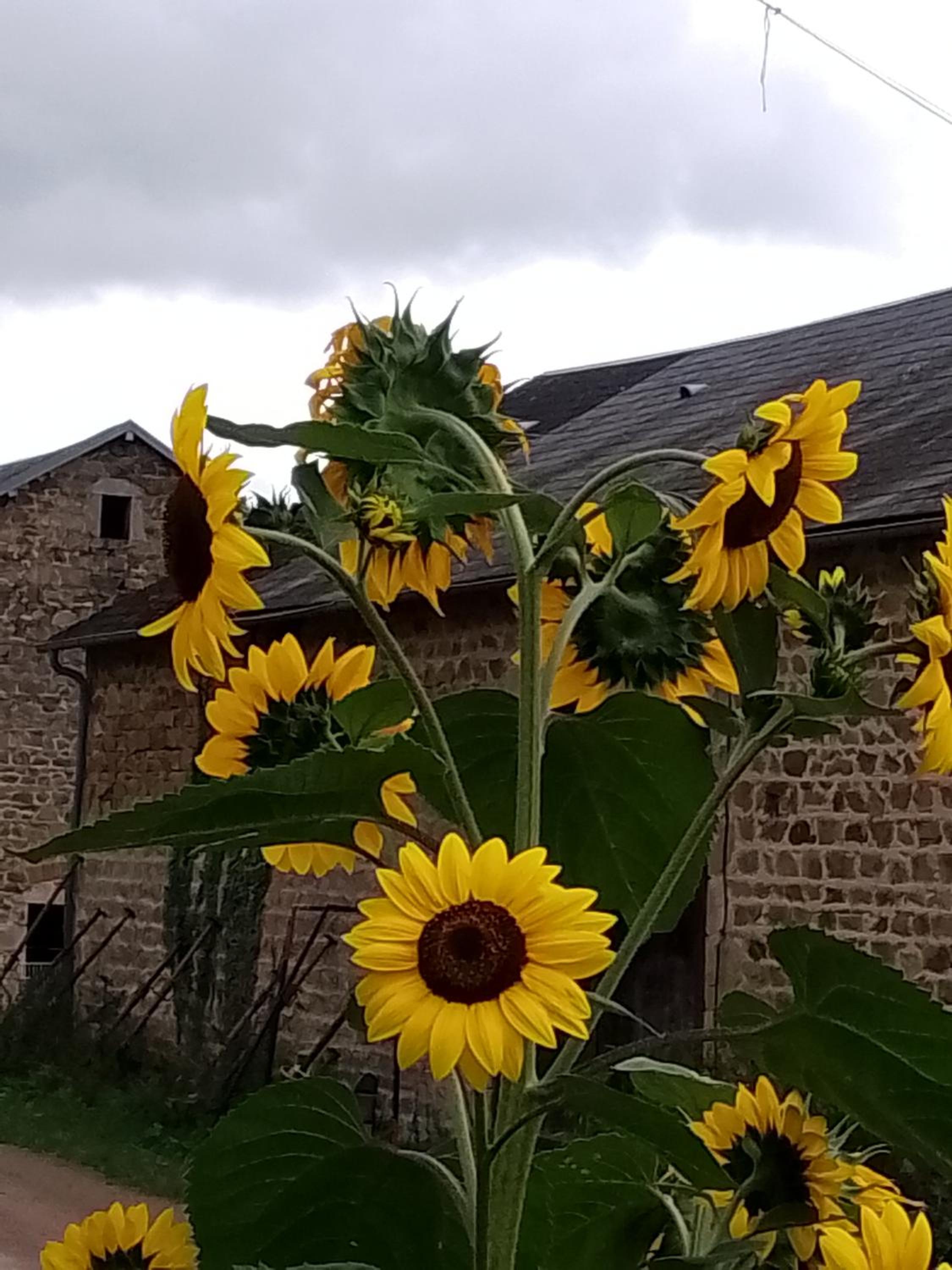 Gite Happy Sun Flower