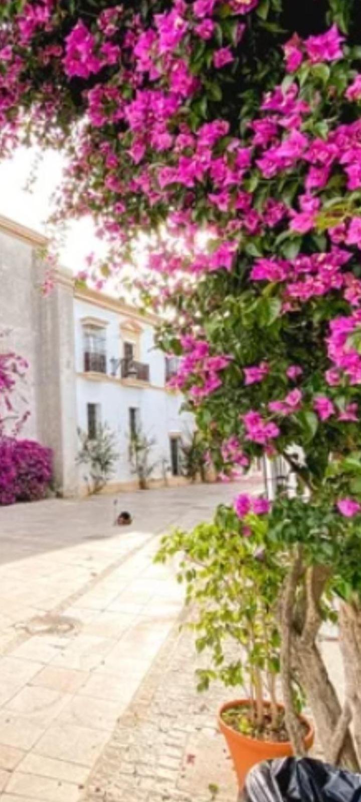 Nieves Centro