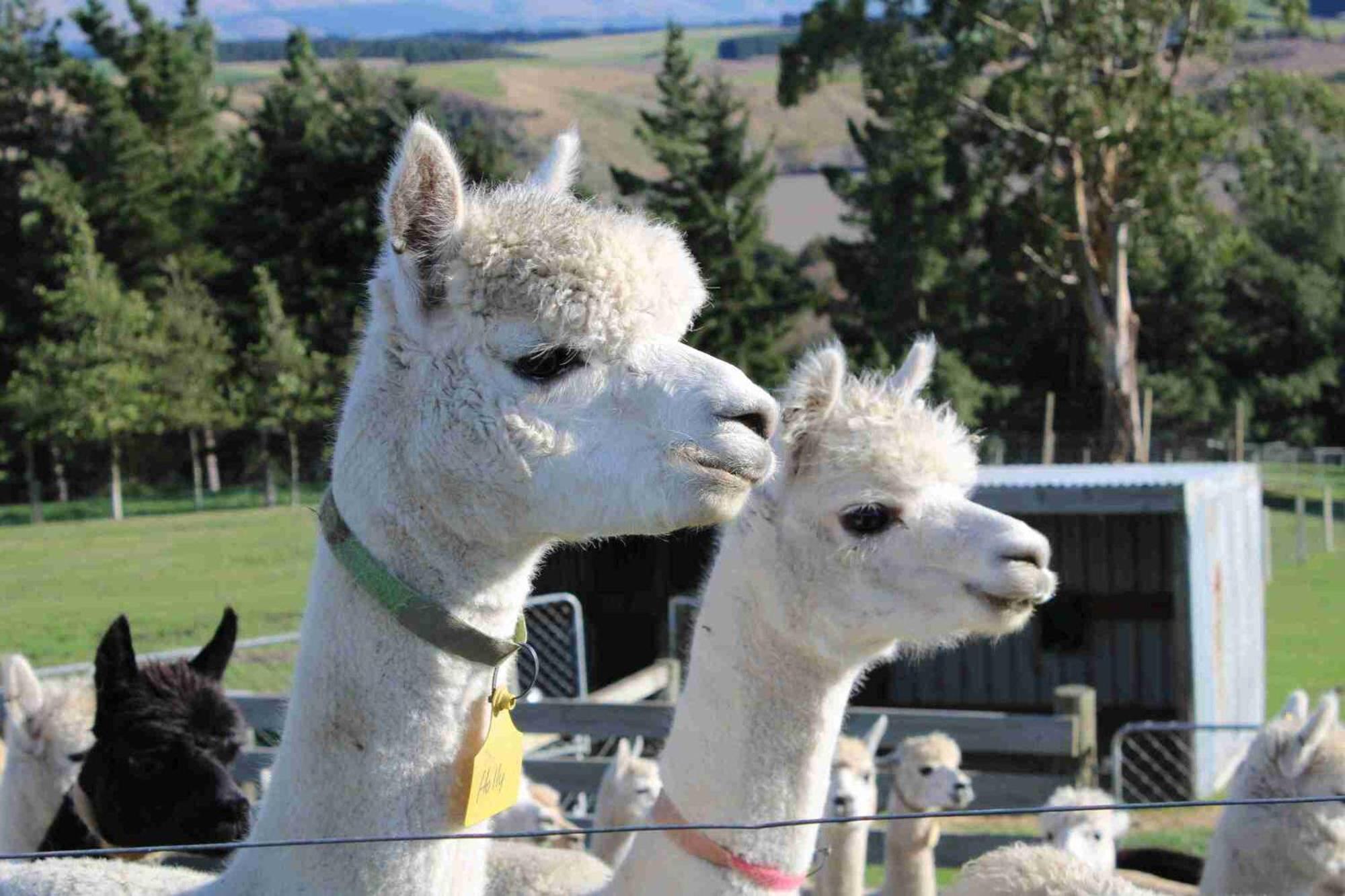 Bruce Farm Alpaca Cabin 1 by Tiny Away