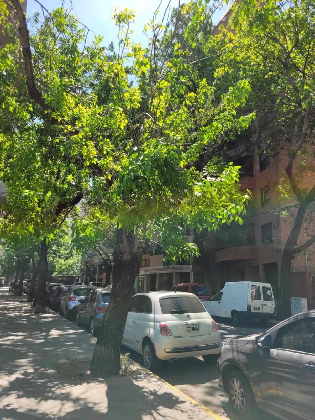 Las Cañitas departamento hasta 3p