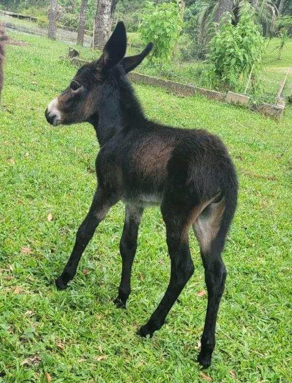 Casa de Campo #Rancho pela saco
